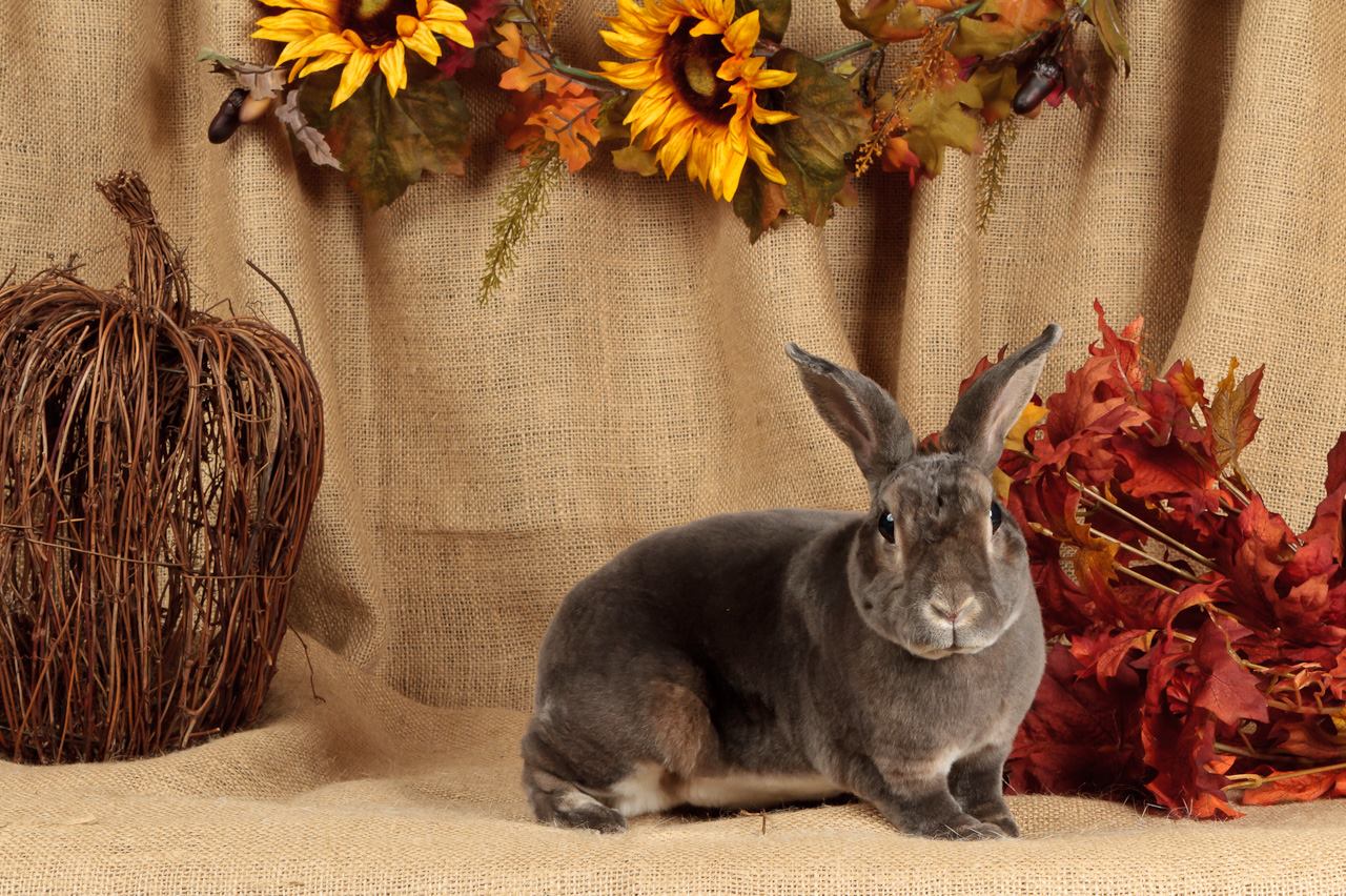 baby bunnies for sale craigslist