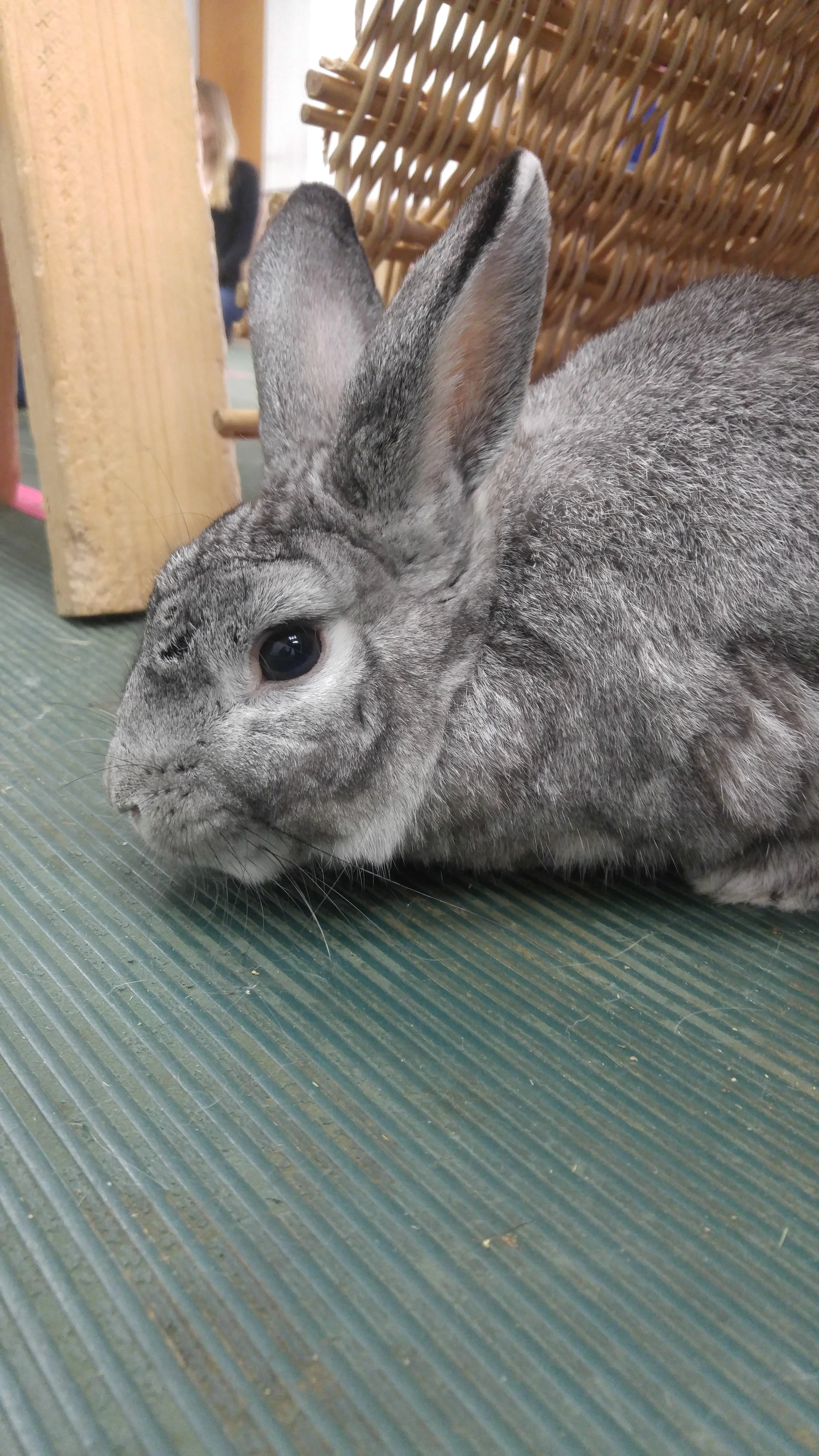 rabbit humane society near me