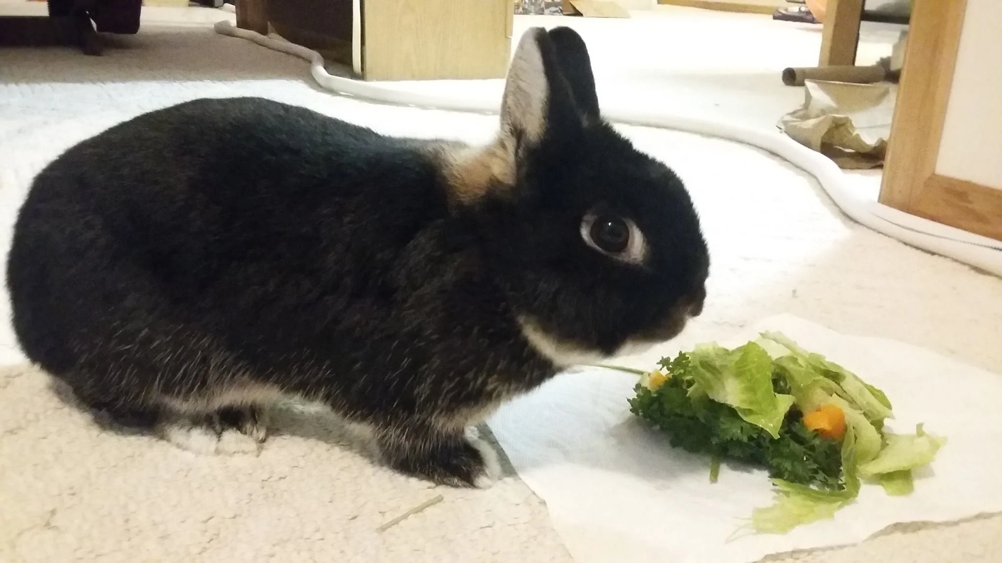 country companion rabbit feed