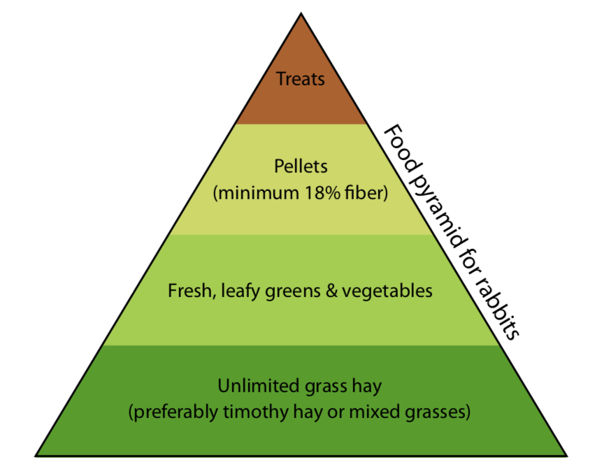 Rabbit Food Pyramid