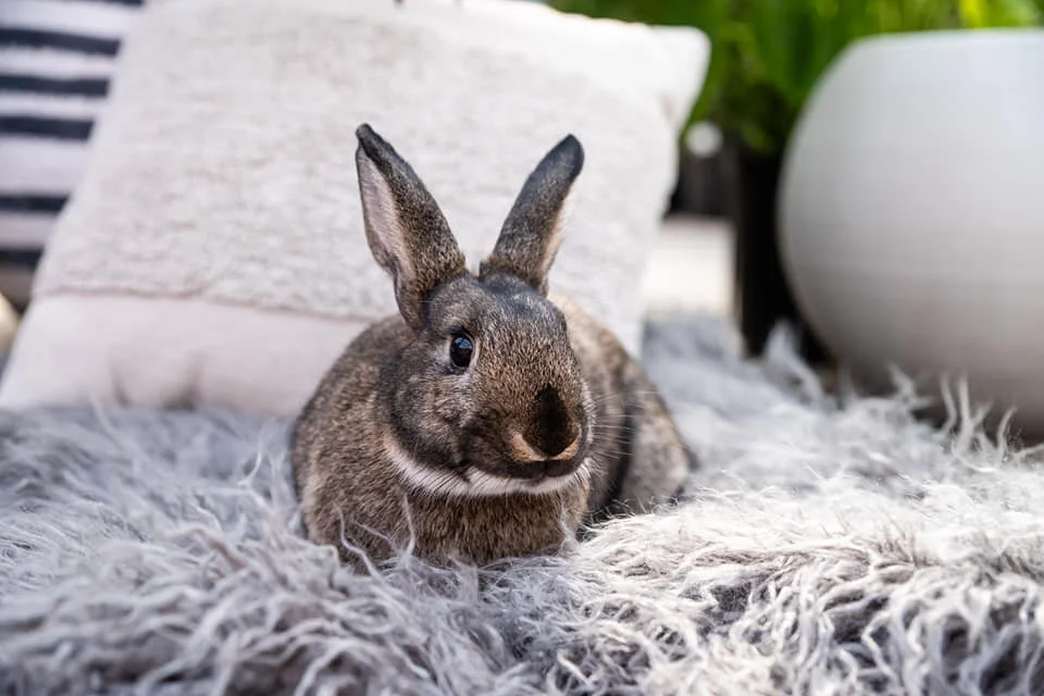 WAYS TO GIVE — Minnesota Companion Rabbit Society