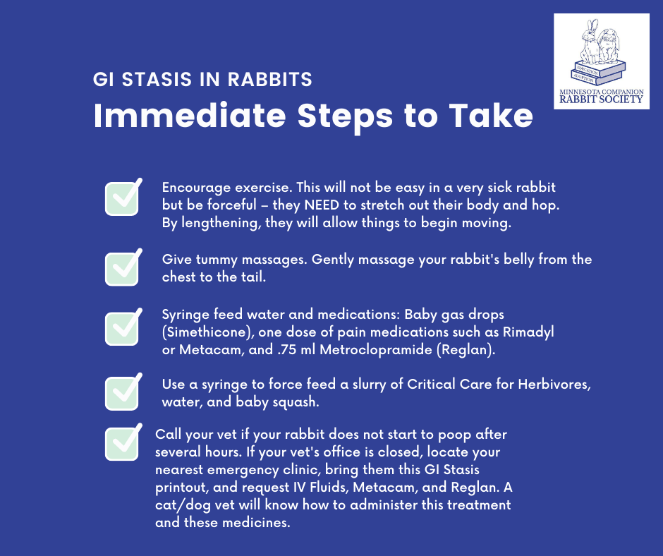 GI STASIS IN RABBITS — Minnesota Companion Rabbit Society