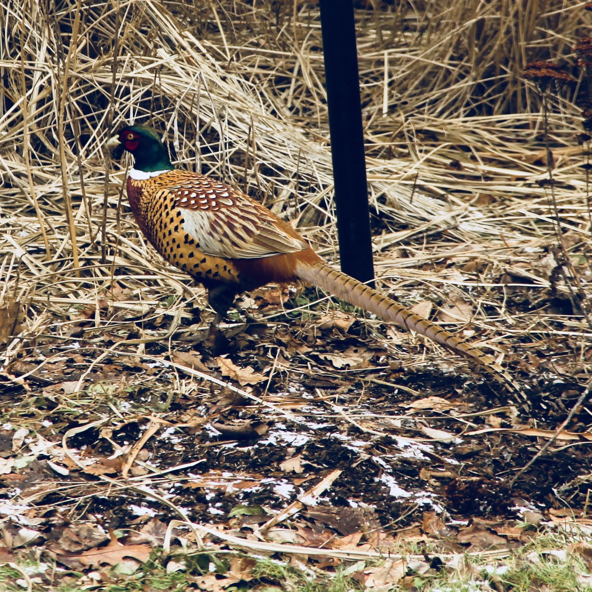 Petepheasant.jpg