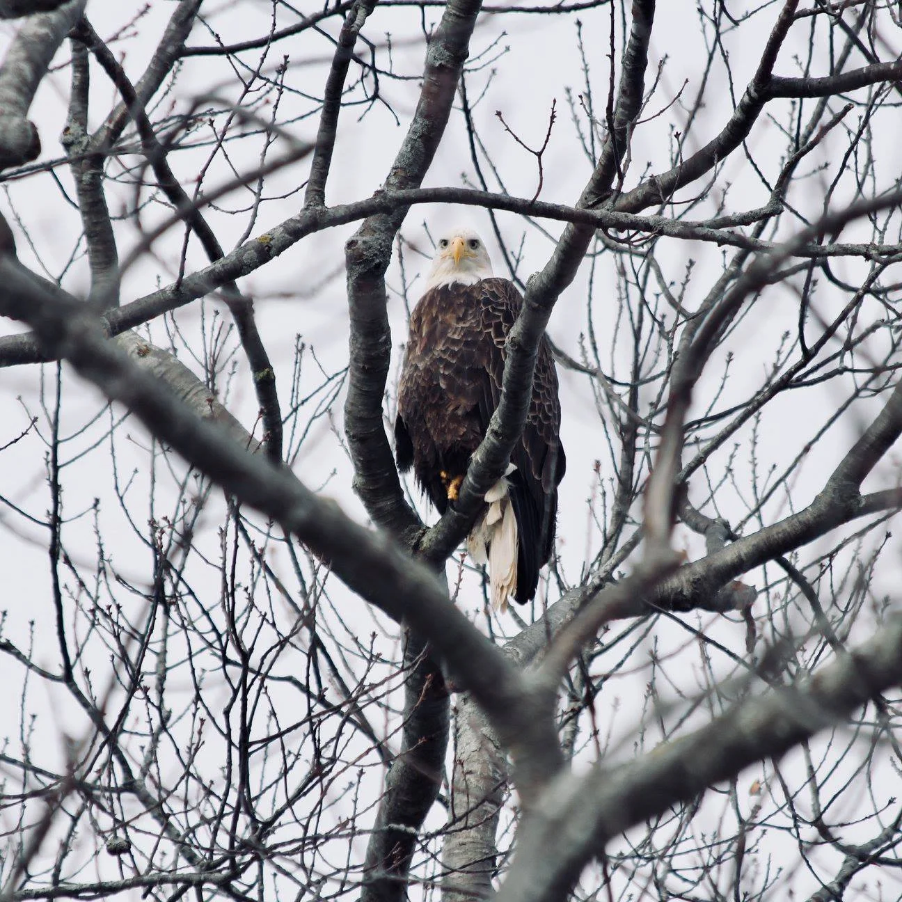 eagle in tree.jpg