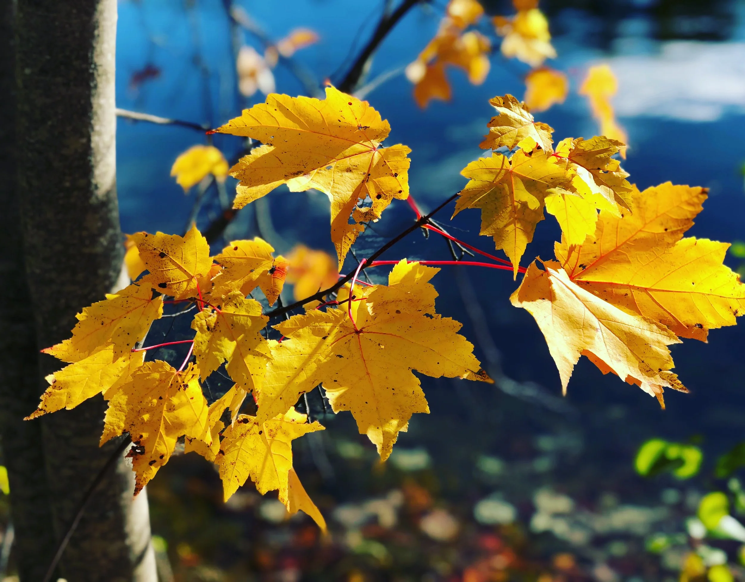 yellow leaves.jpg