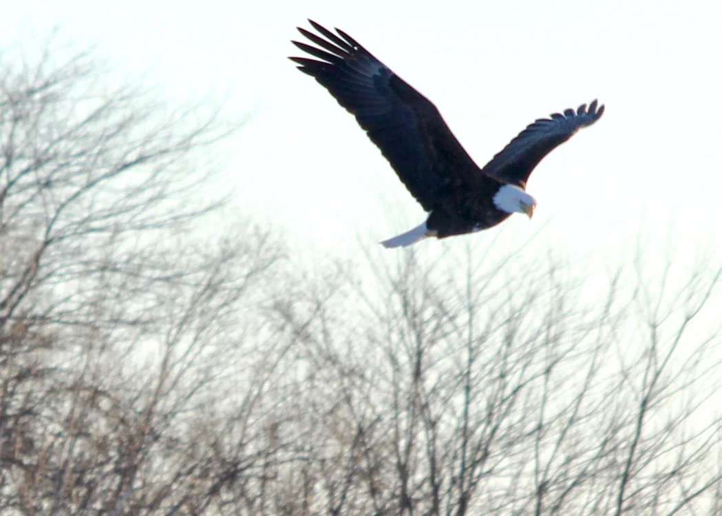 Eagle Watch 2019 at Sheffield Mills, Nova Scotia
