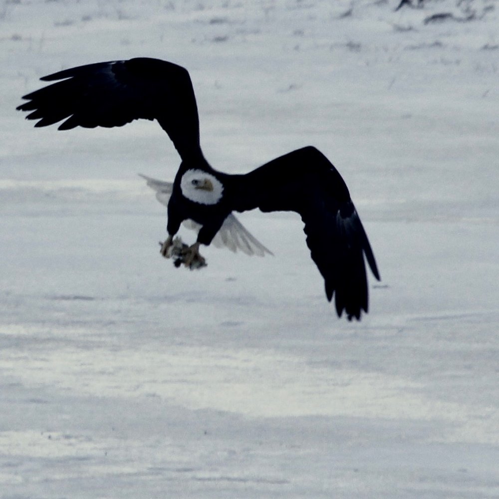 Eagle with chicken carcass