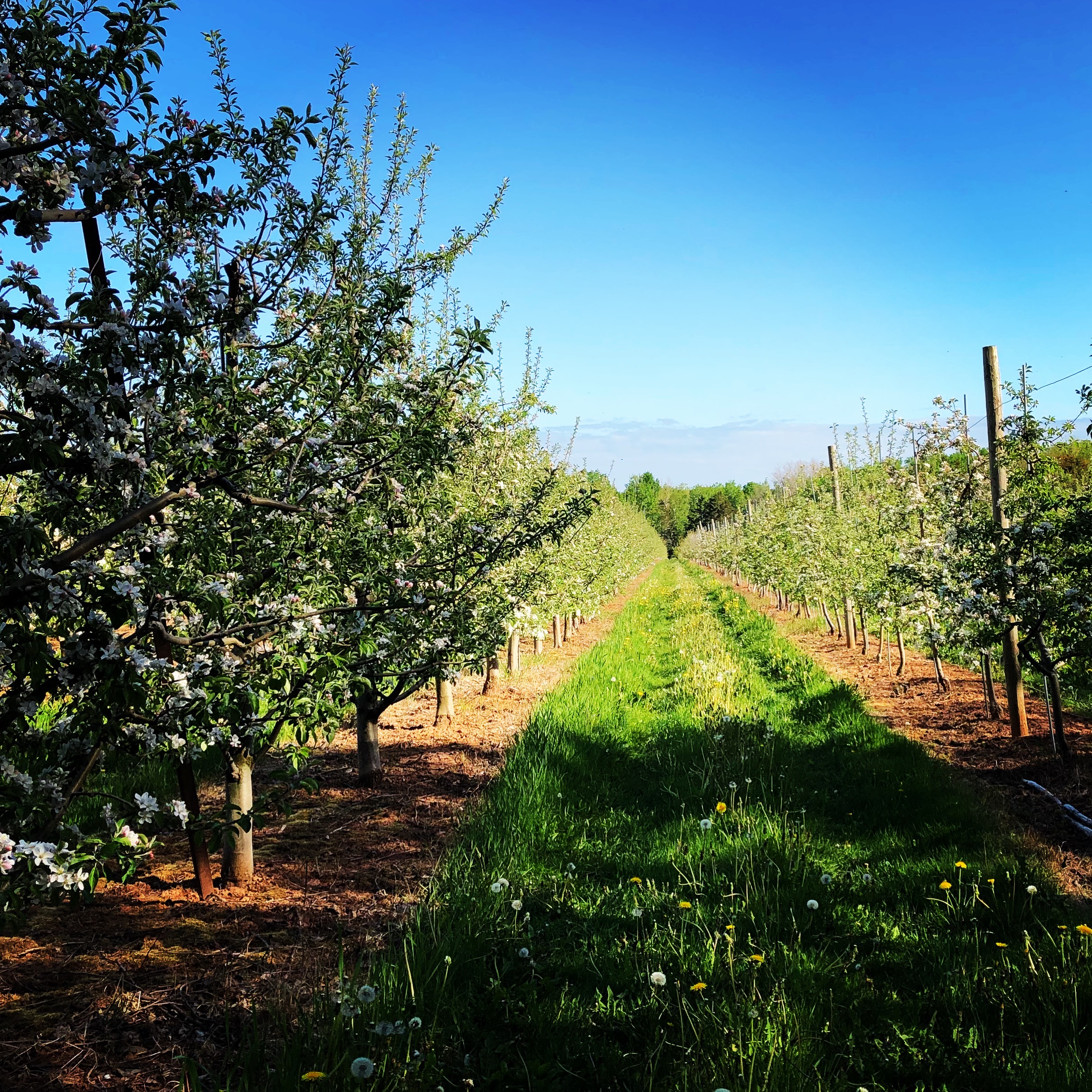 Apple trees in the Annapolis Valley, Nova Scotia