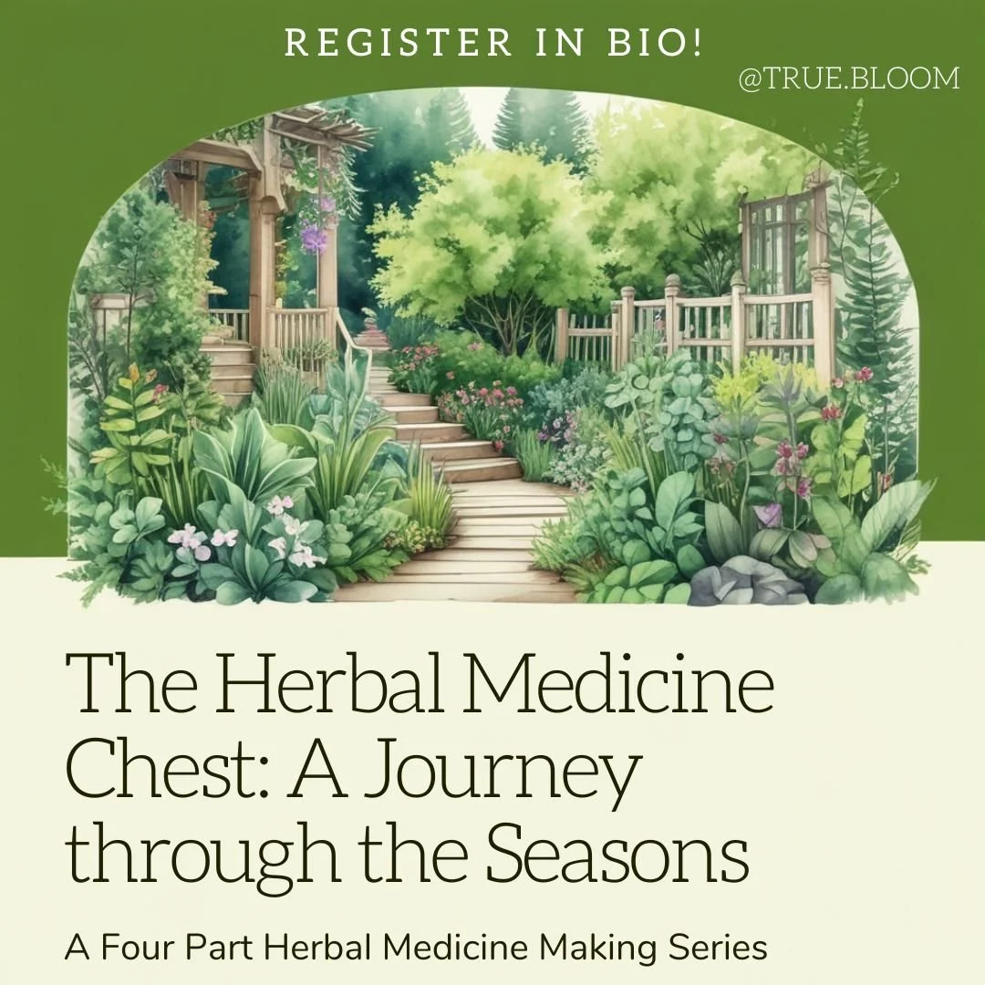 The Herbal Medicine Chest: A Journey through the Seasons Workshop Series