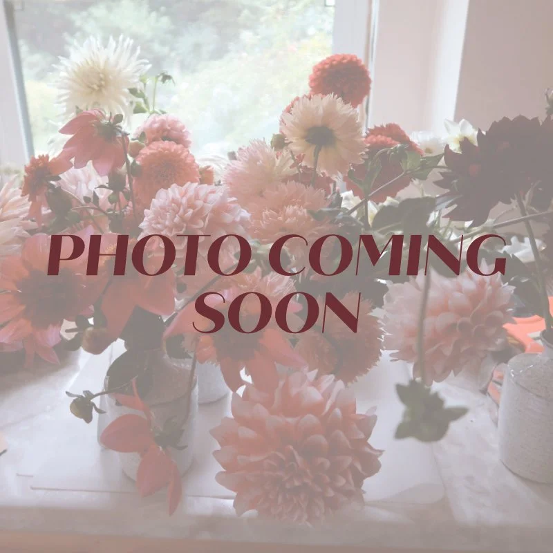 dahlia photo coming soon image.jpg