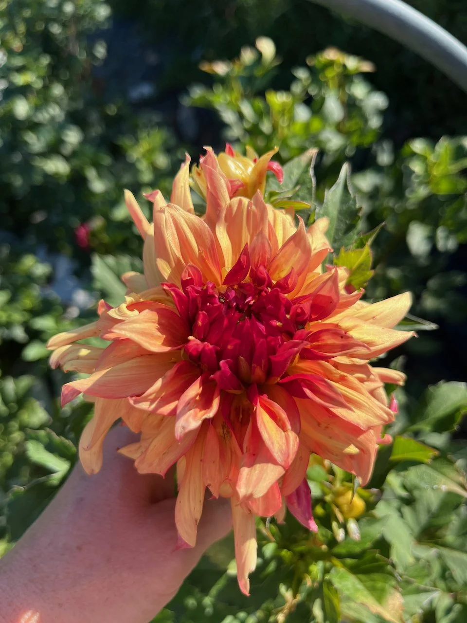 Erperler Ley IMG_7629.jpeg