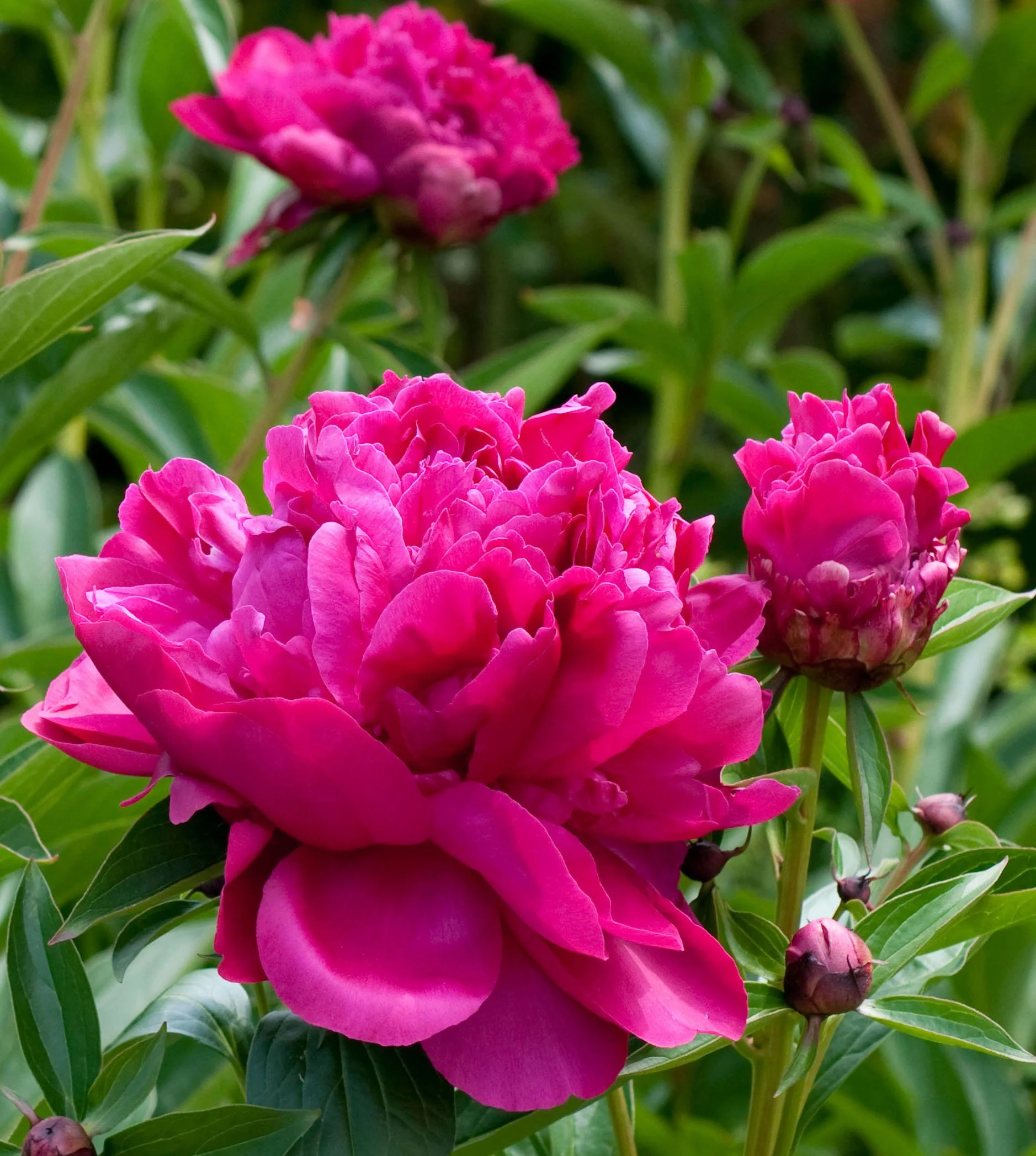 PaulMWildBNKT1P copy.jpg