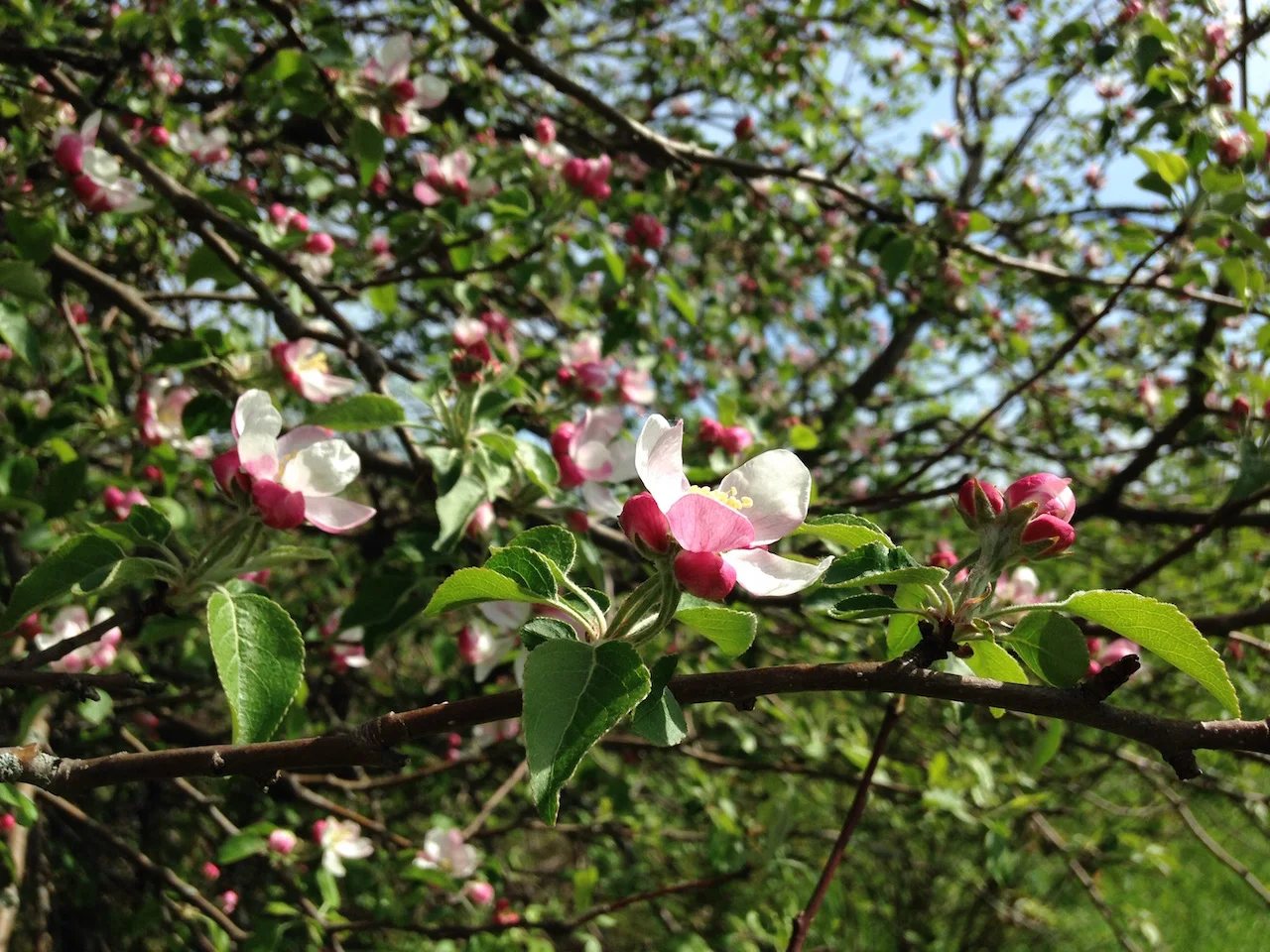 Apple blossoms near Lake Champlain, Swanton, Vermont