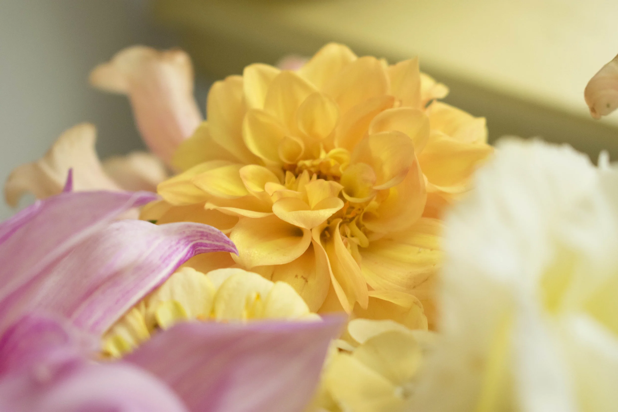 Dahlias from our gardens in Craftsbury Common, Vermont