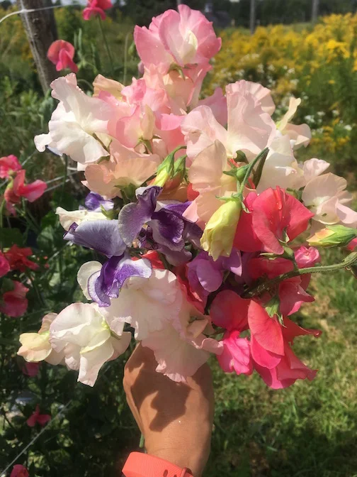 Sweet peas from our gardens