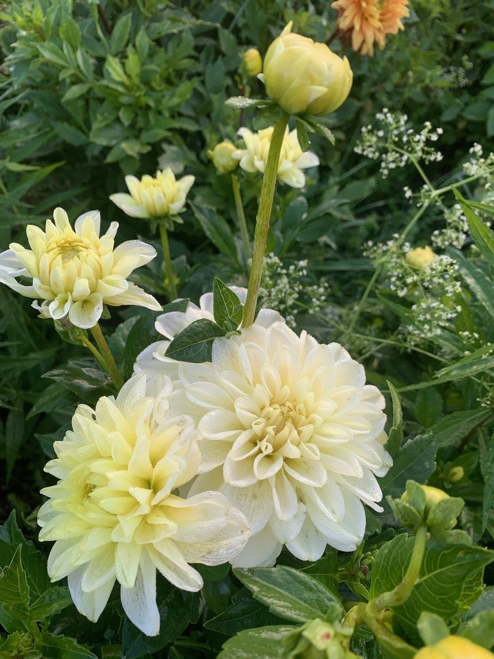 Caramel Antique 2.jpeg