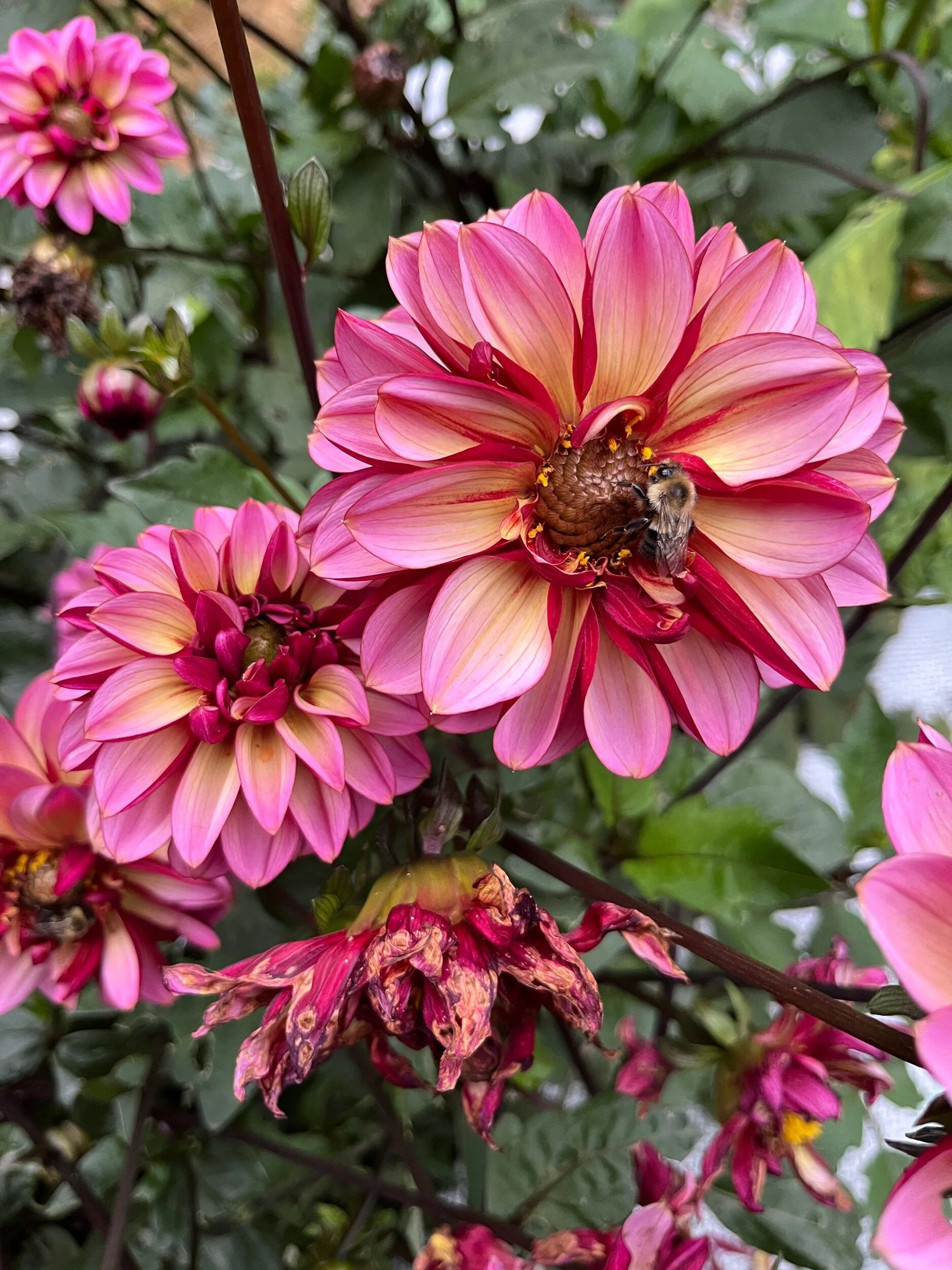 E29797C7-3AF4-44E7-B738-625AB9AF6718