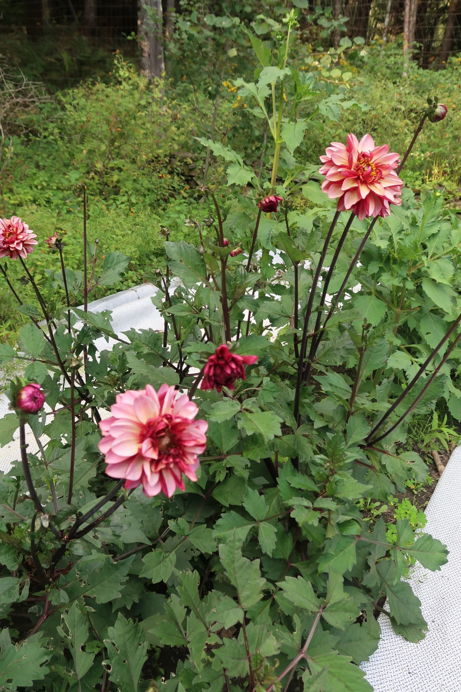 D3956AB2-5B41-47E9-A327-D51D05EC408D