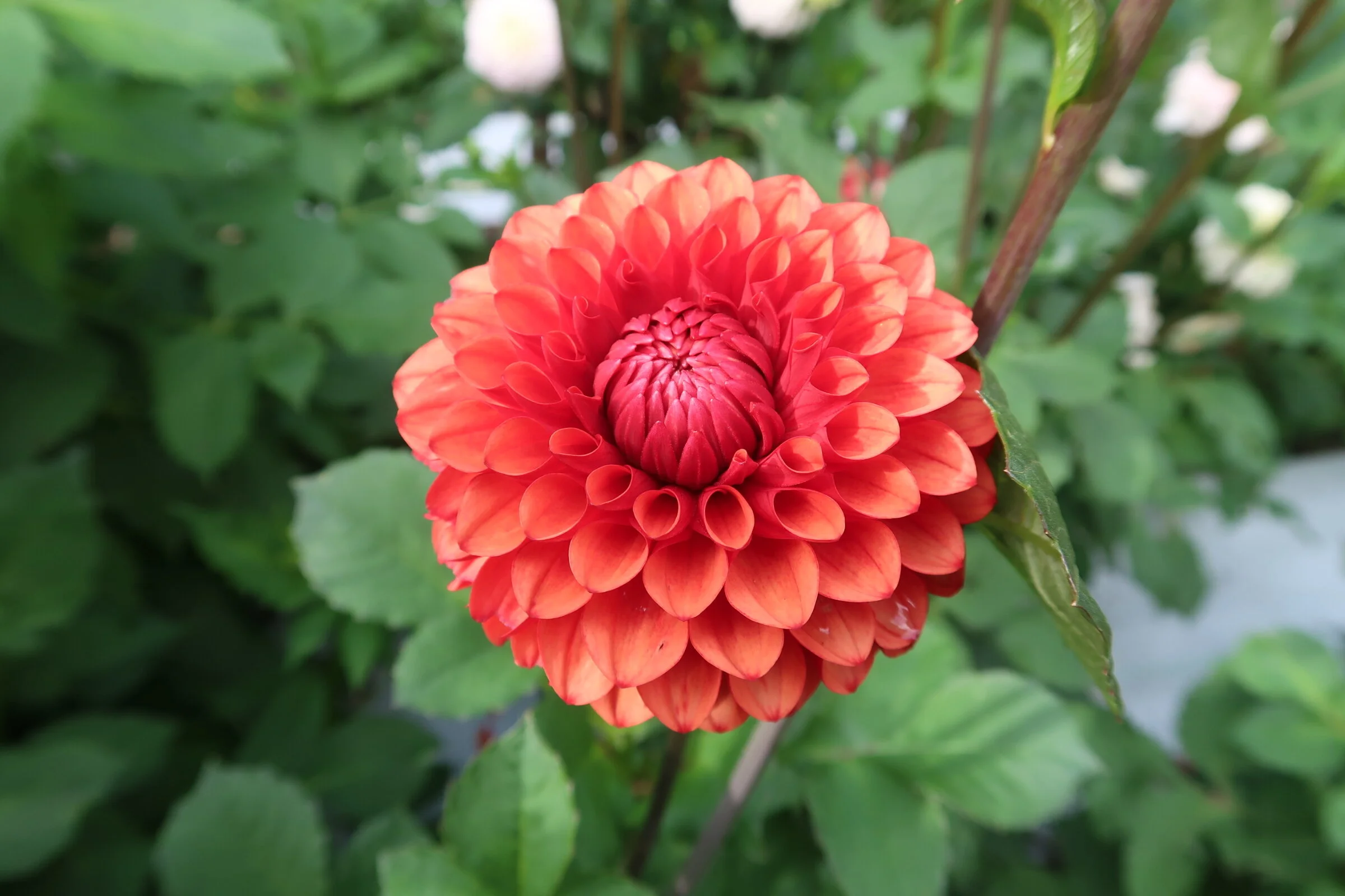 E513E01E-25E9-4085-9DBE-EEF18C4D3087