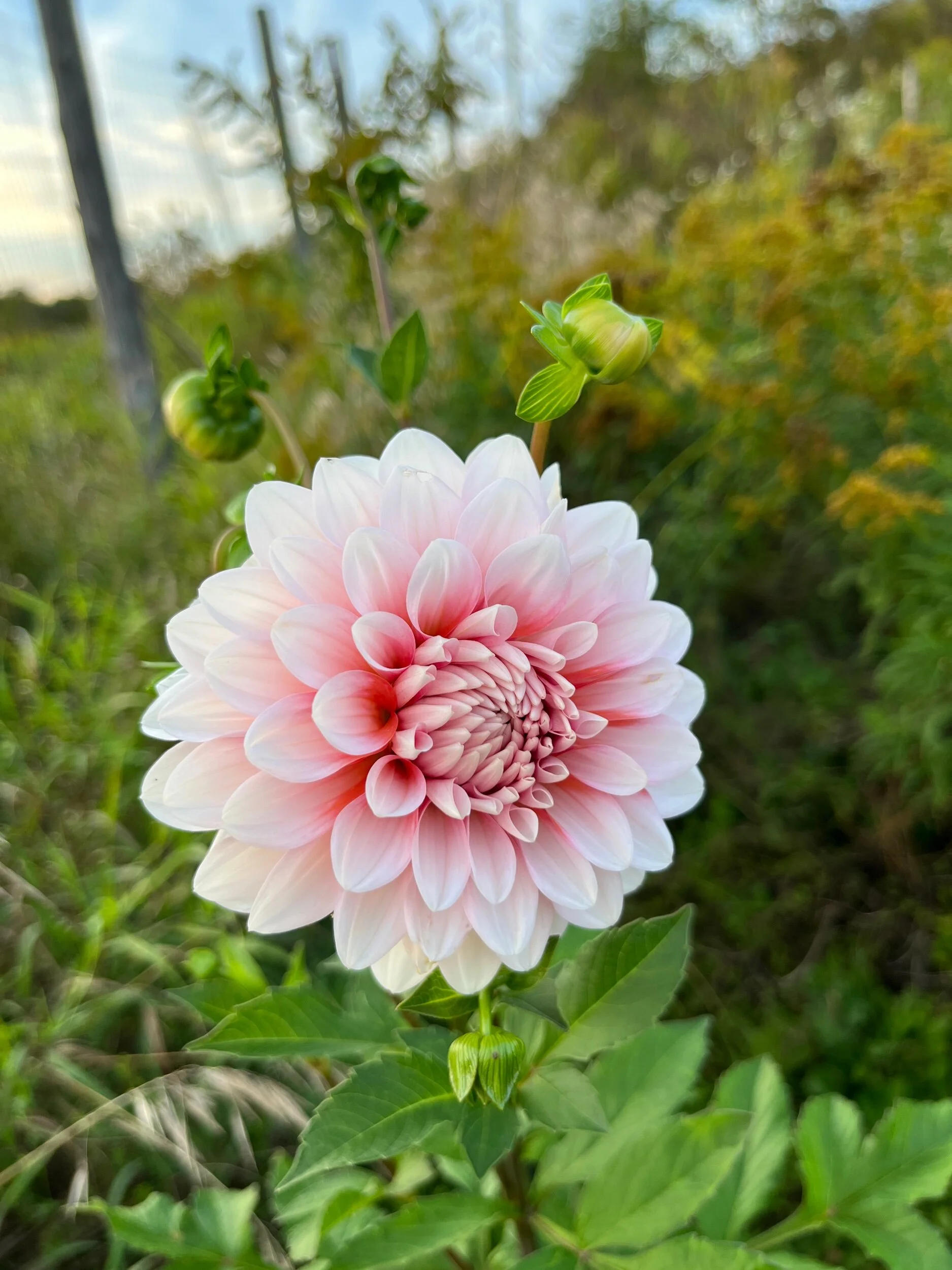 BBFA771C-398F-4FEB-9649-234C38F5C37D