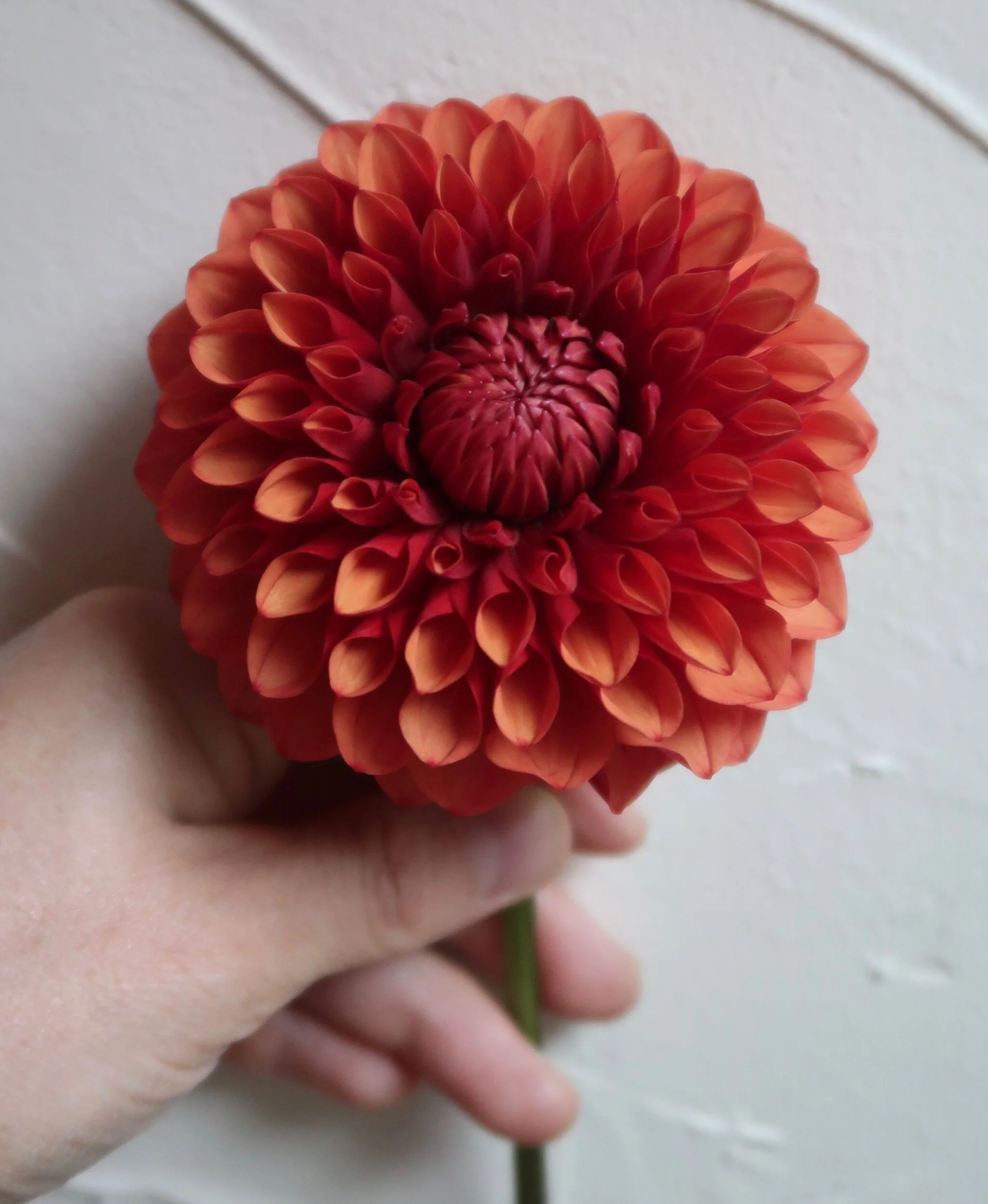 58828EDC-9667-40A1-989B-34101D789A60