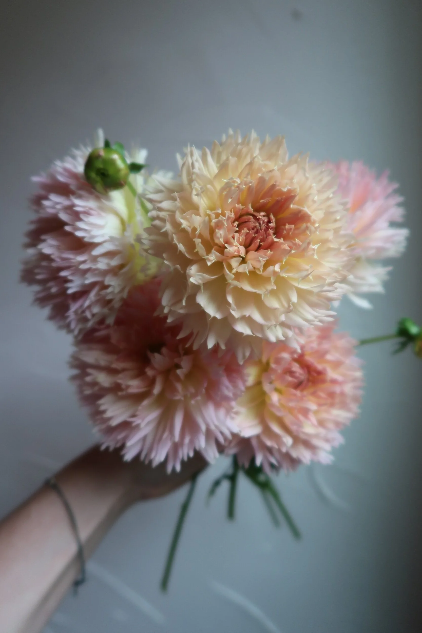 244D2EE1-8288-4803-82E5-43B2B4246881