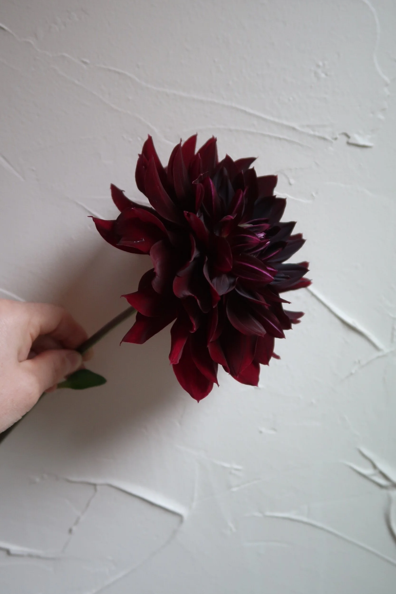 13B210D9-5668-478C-B8D6-A66231C01350