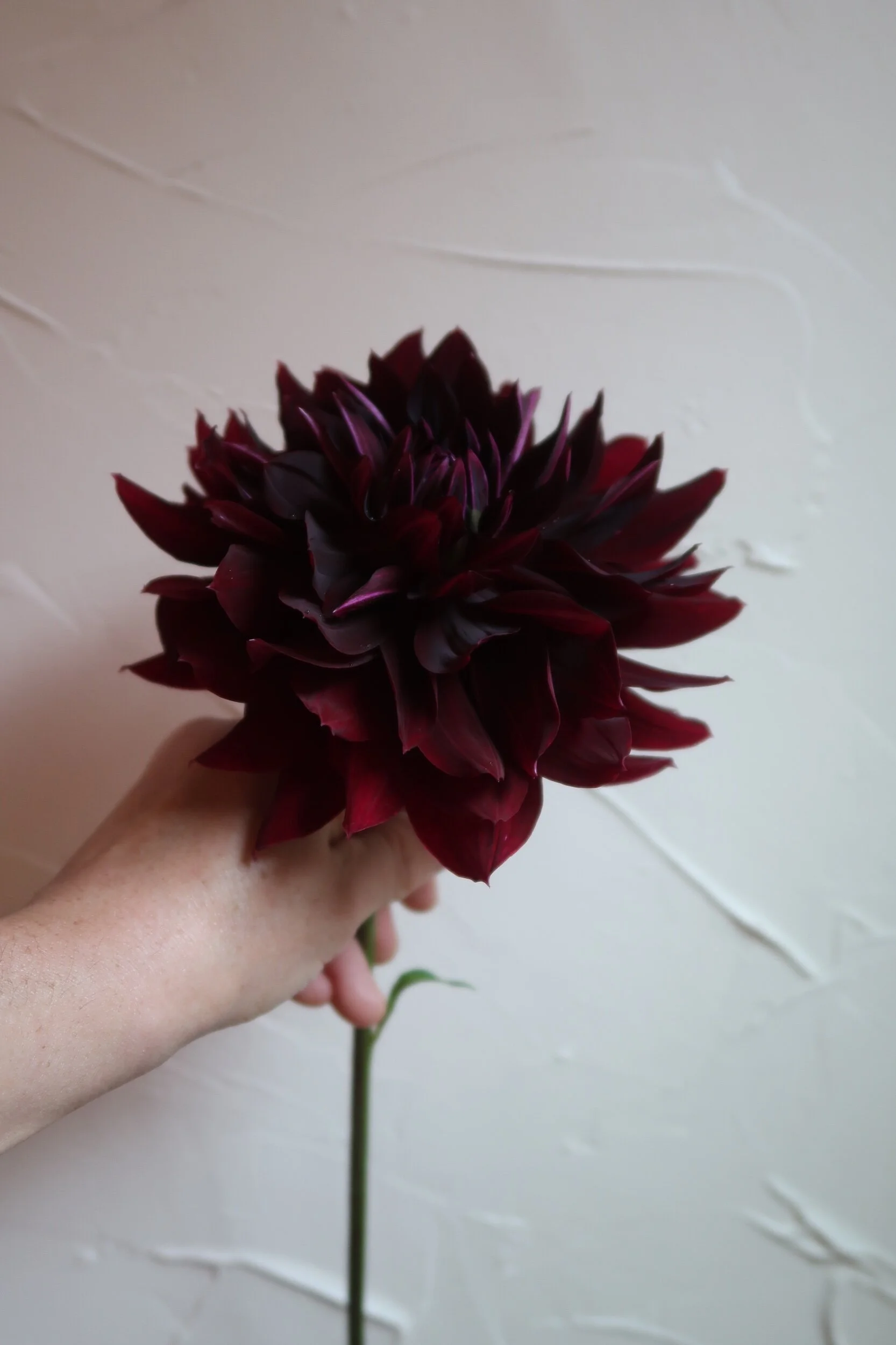 A1FCDB8B-BD60-40FE-8F11-61B445436DC2