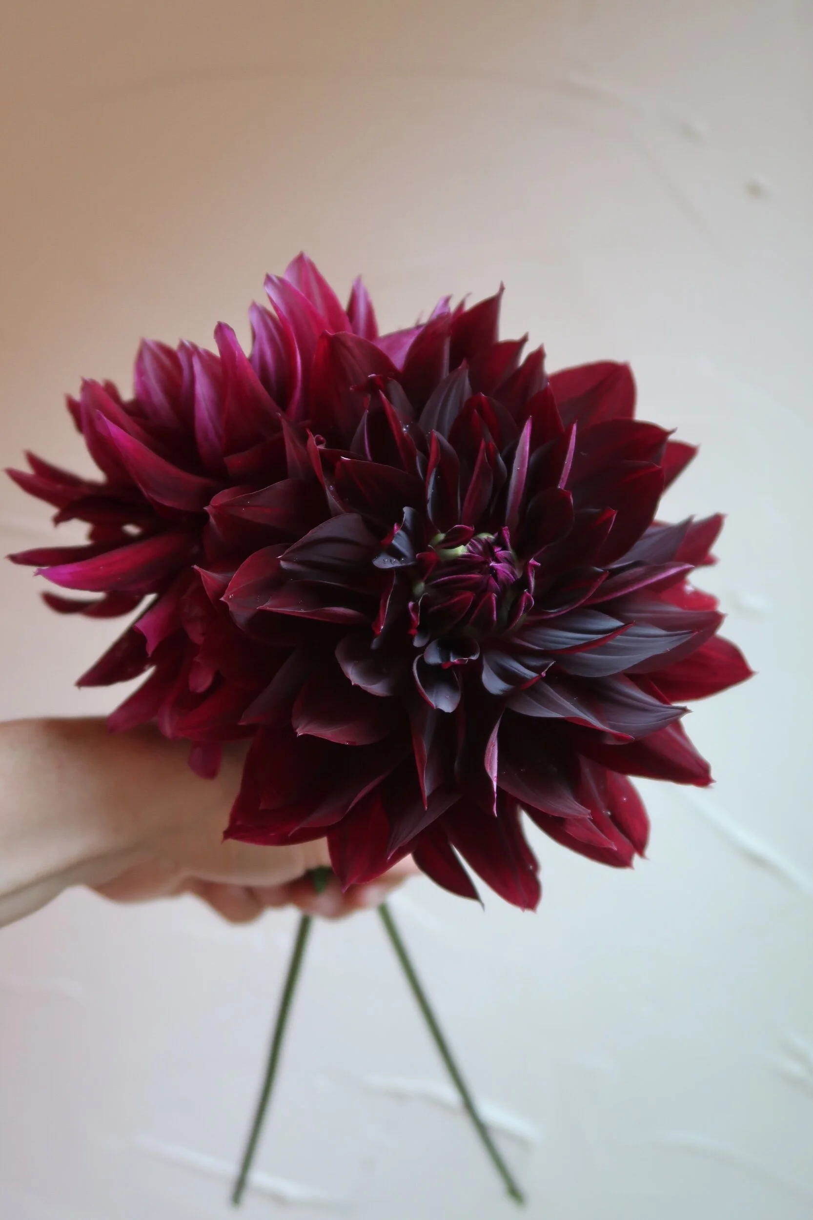 28CECED2-20BA-4DB7-AF6F-AC30304EAE57