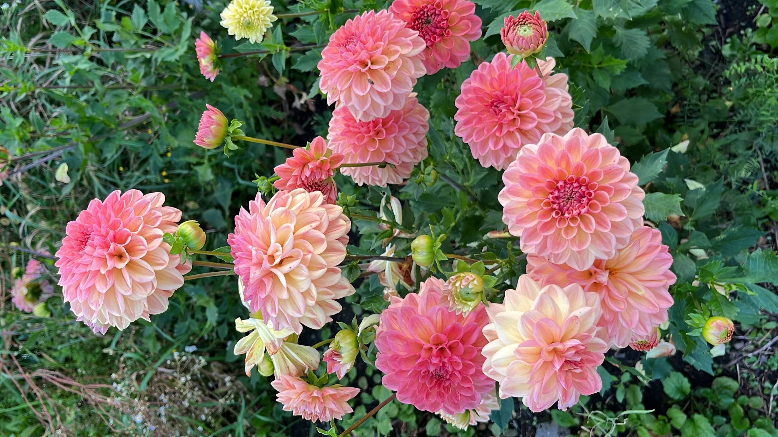 75F788FD-2146-4CAC-8A72-D49F5207A84C