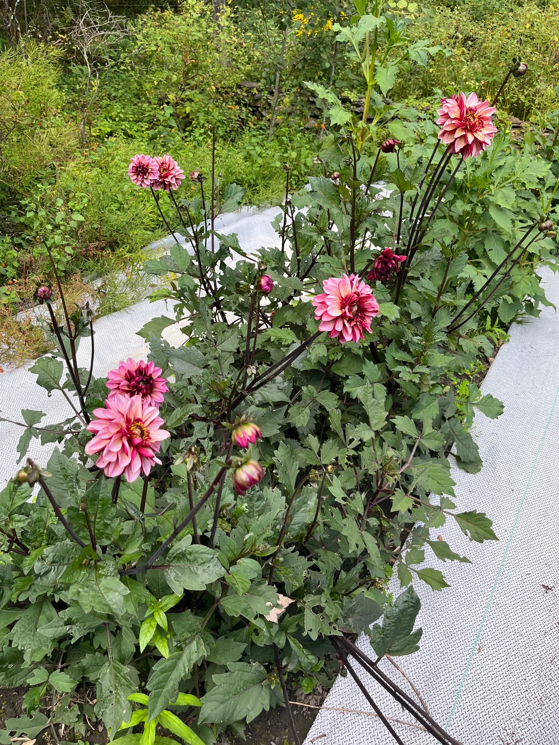 EEDB2A30-32D7-41DA-AAAD-A92A9E04FF08