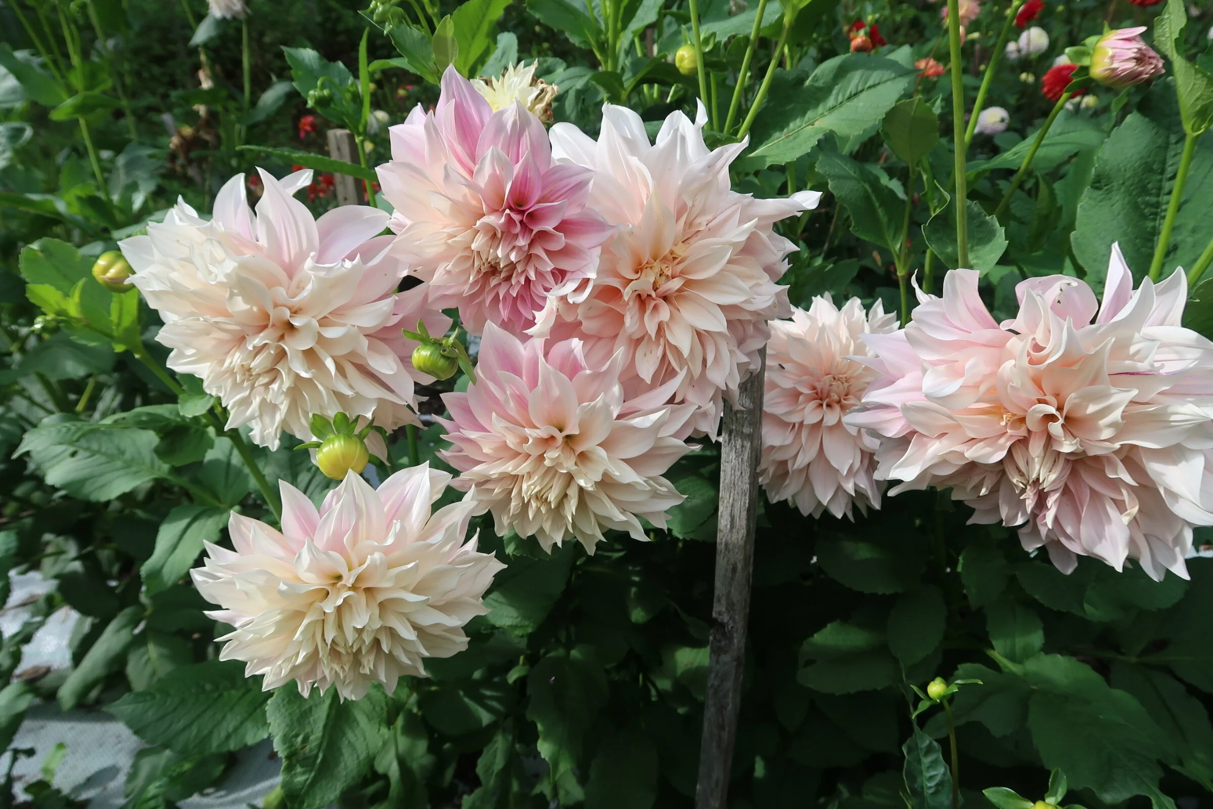 5D9661ED-03EC-4BE8-BED1-848920968540