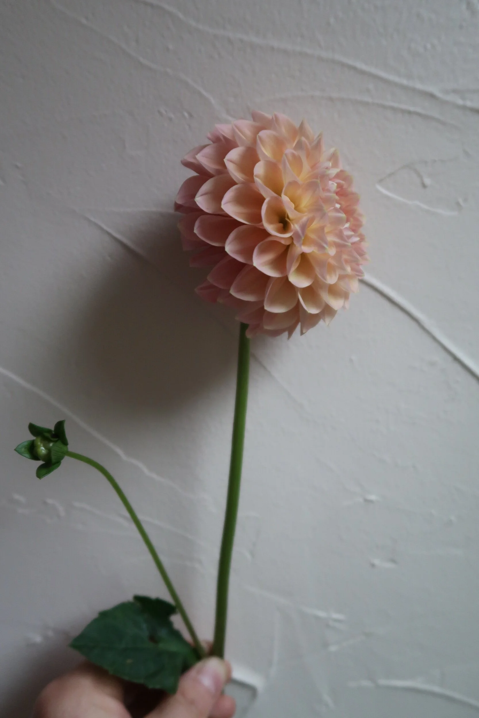 8CDE95AF-943A-4B16-B67D-245B2C1799DF