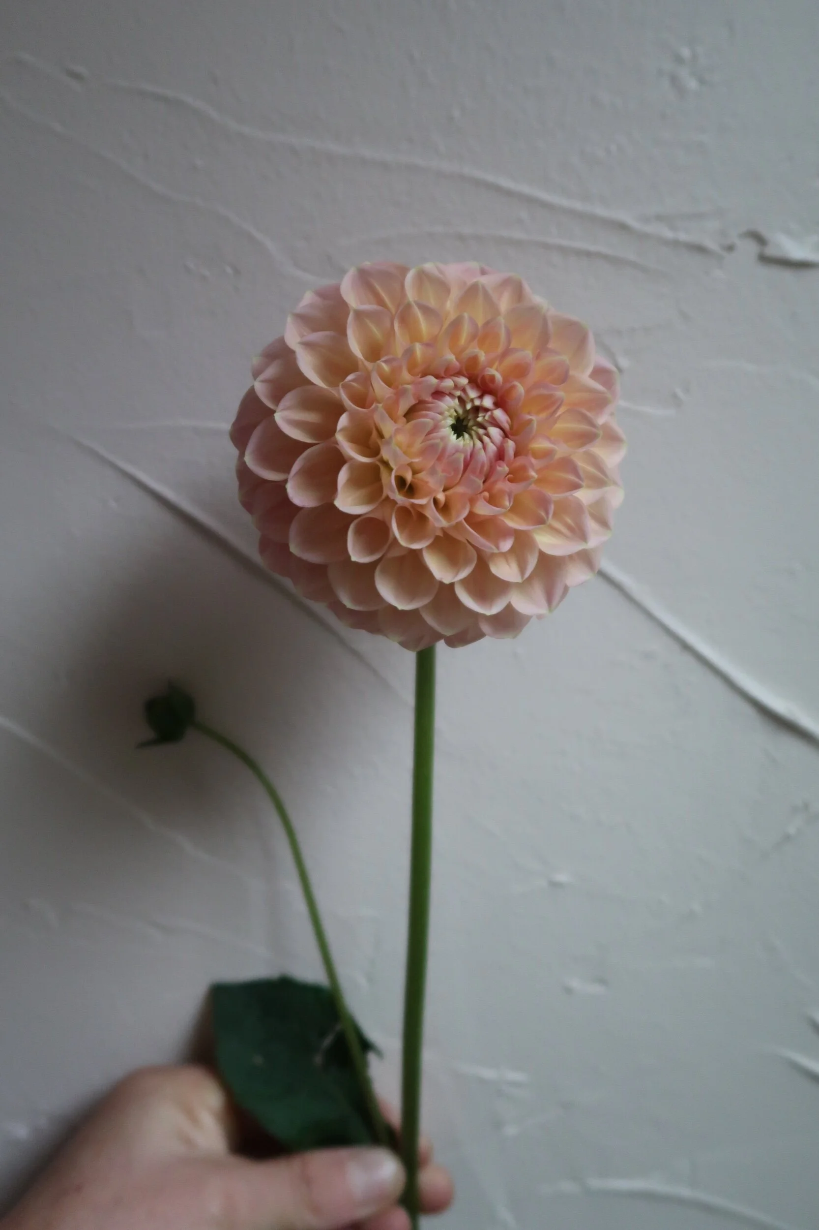 F7B2FFC6-AD38-4382-B09D-2F3B9136F3DD