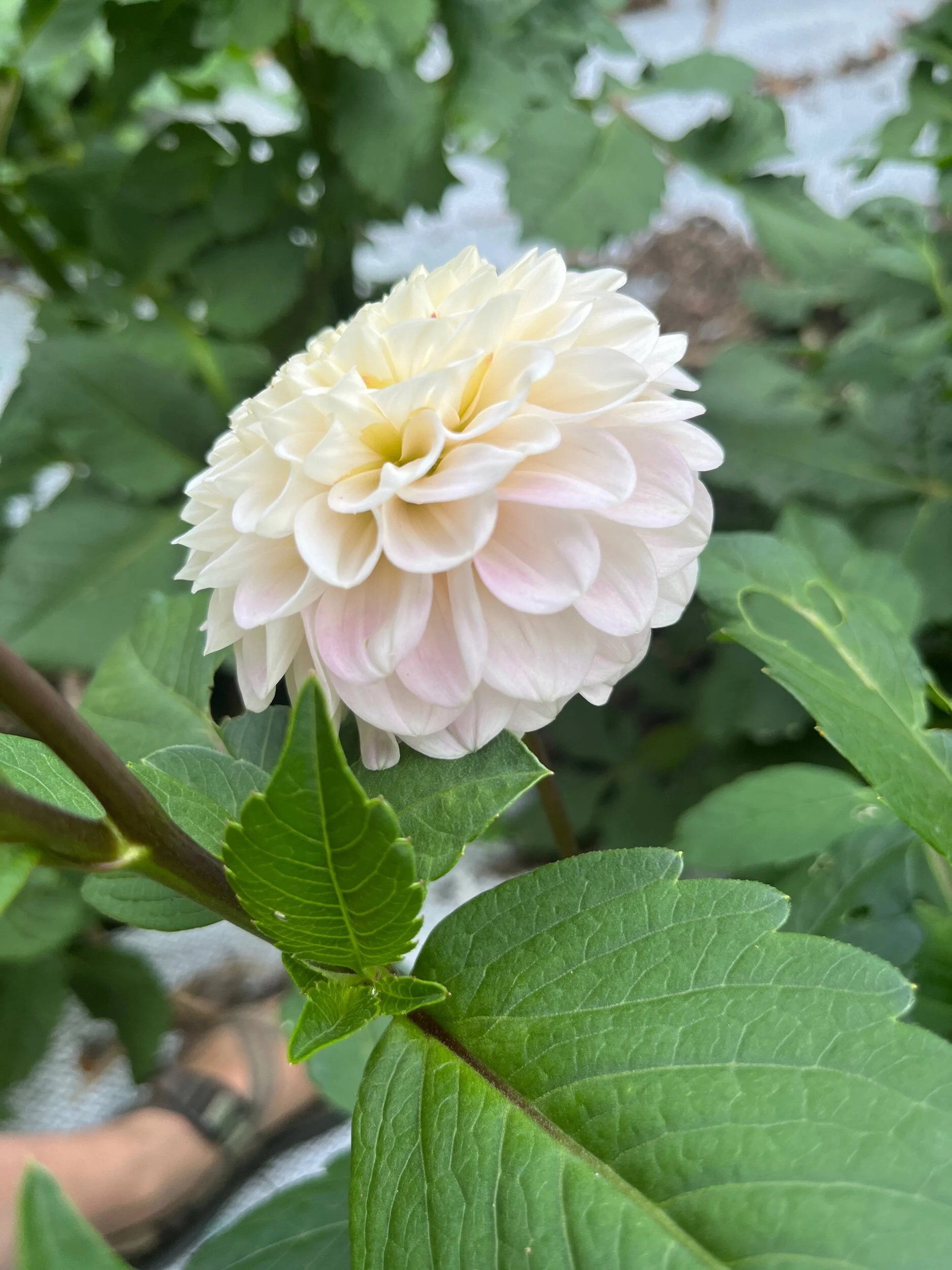 69096388-838E-42DD-9EEE-5A8A56BF7AB9