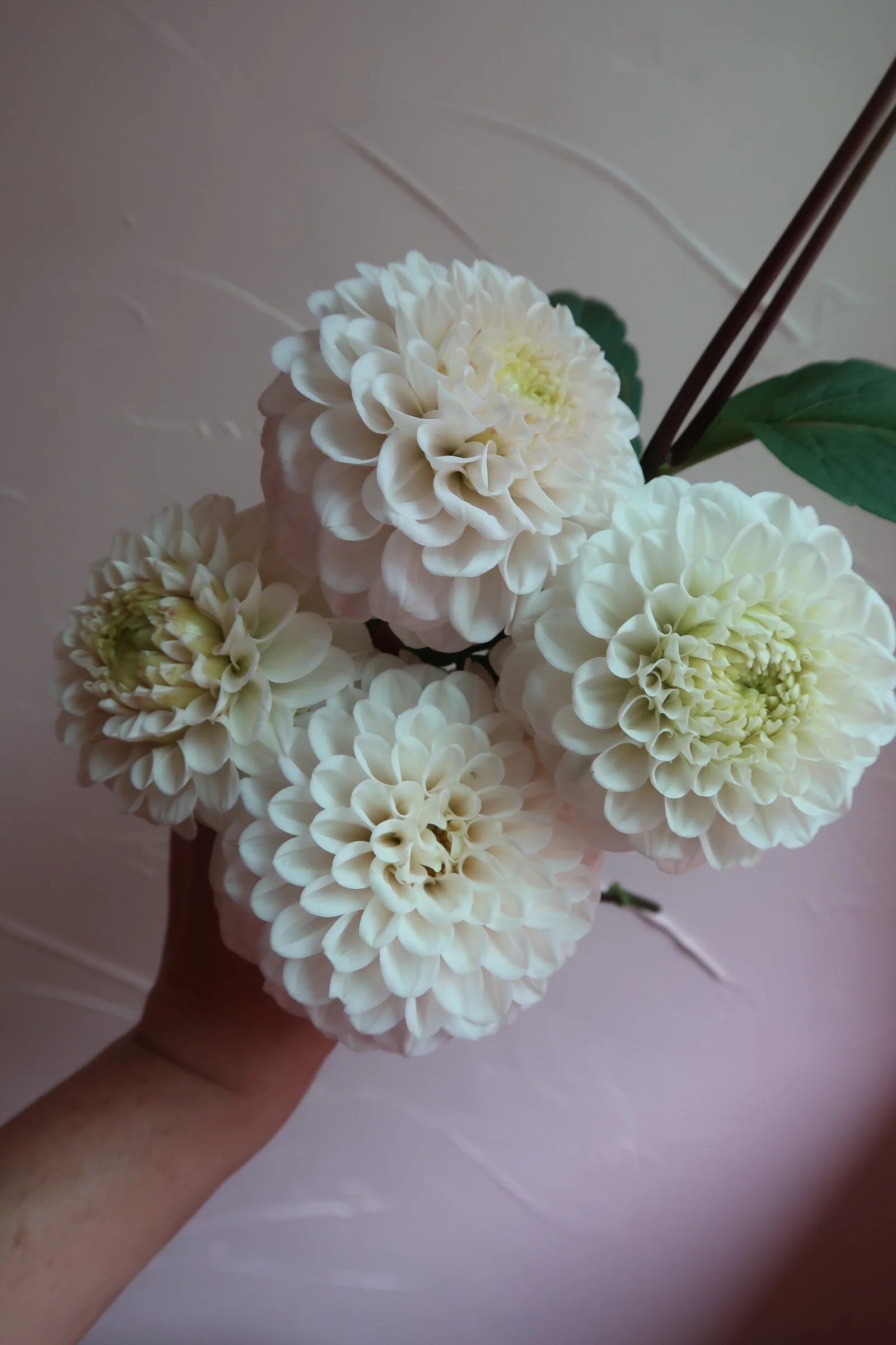 AB7D7BA3-EB70-4E5C-AF70-210DE62A4123