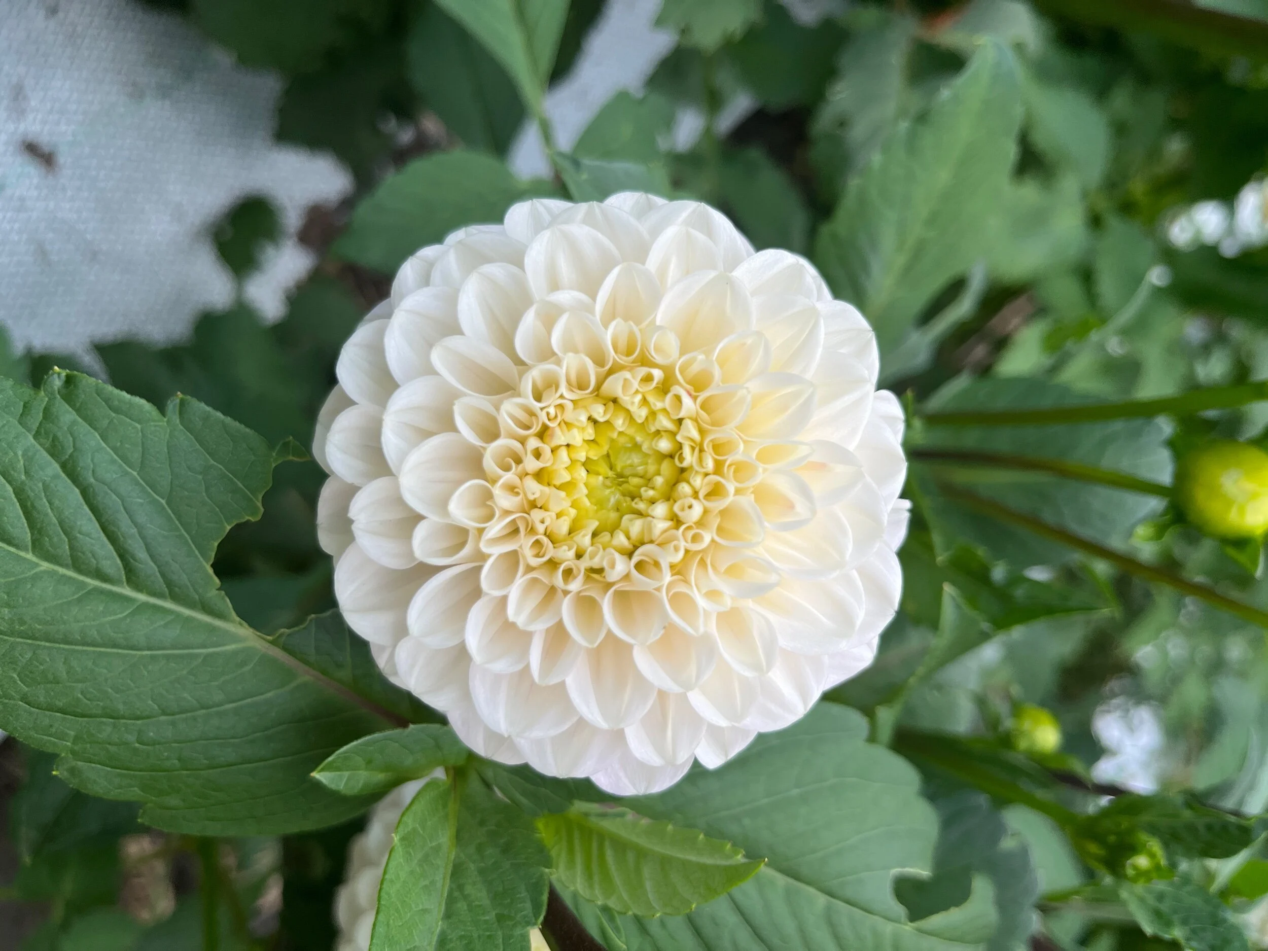 8E035247-AACC-4029-BA45-2FE4581A0344