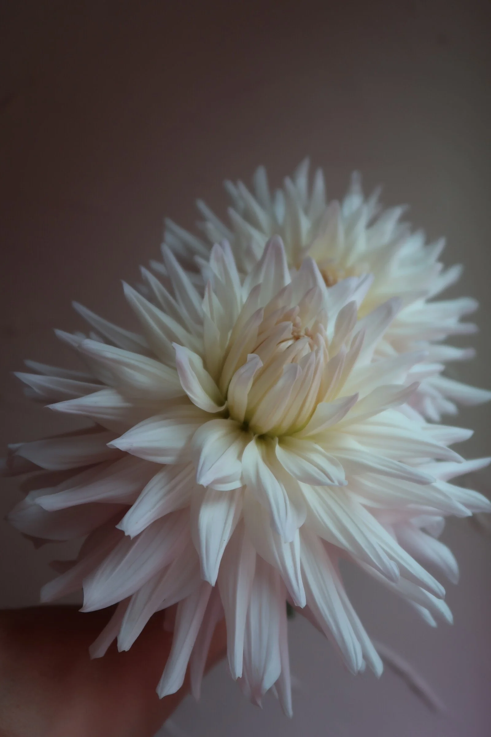 FF9FF15E-9871-47D1-B521-02DD31D1F0BF