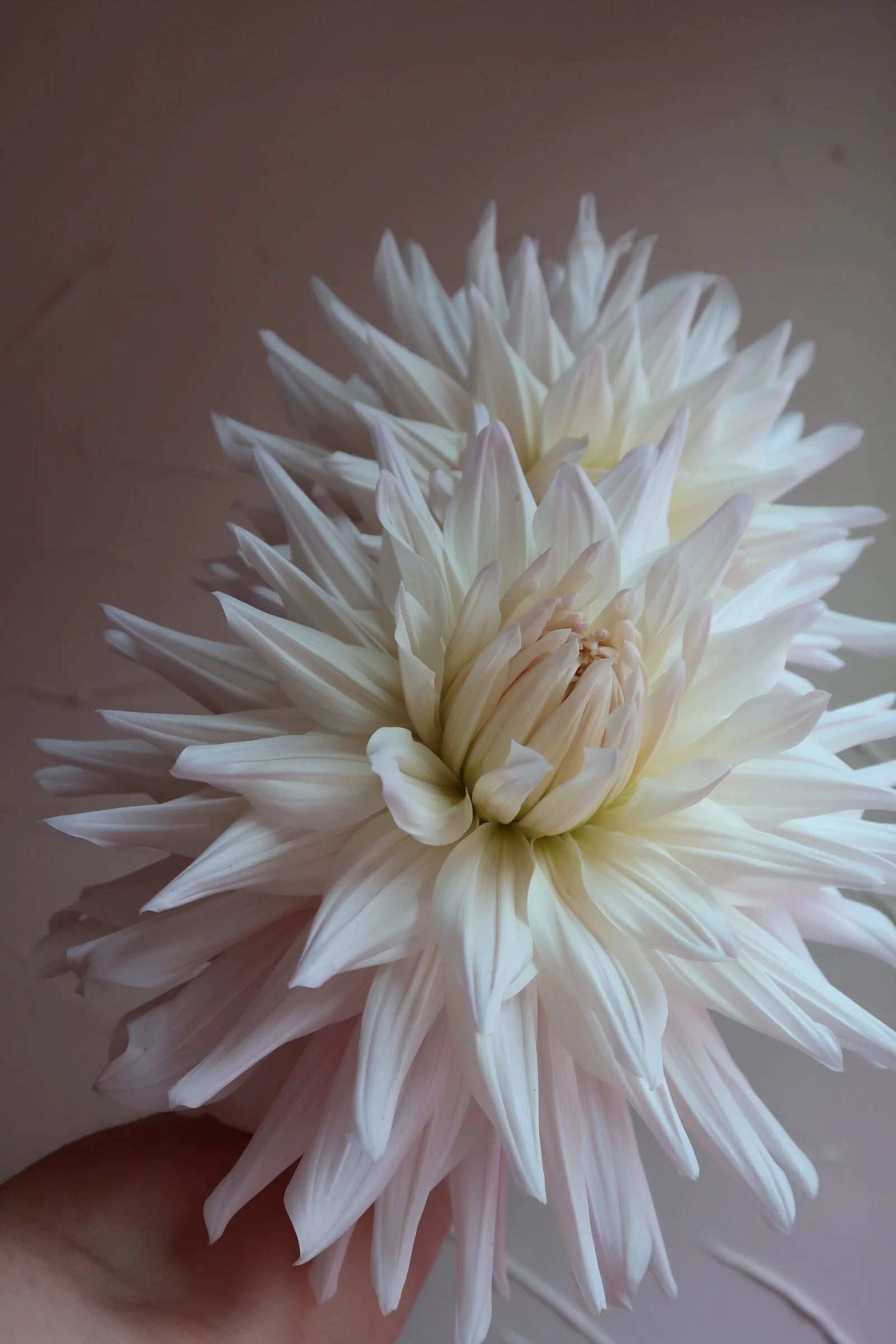 EE547578-B1E4-416B-BA61-4463B088A7ED