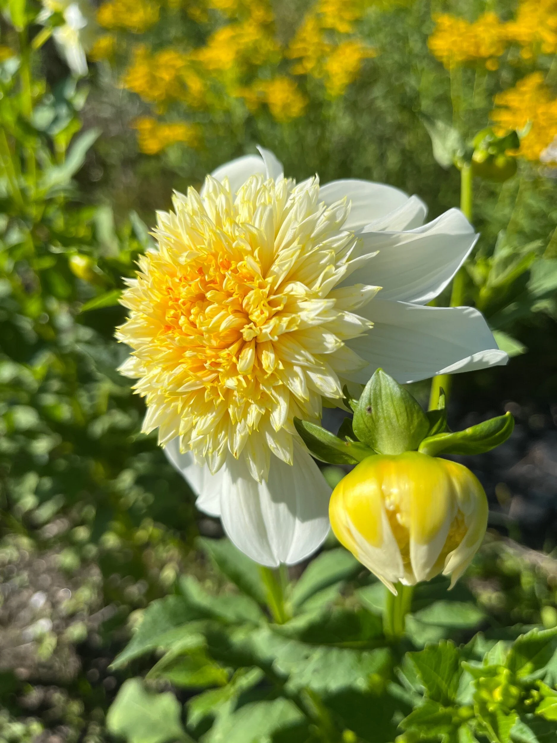 087CC6BD-AEF0-4A8B-8AF9-E0E84899DAB2