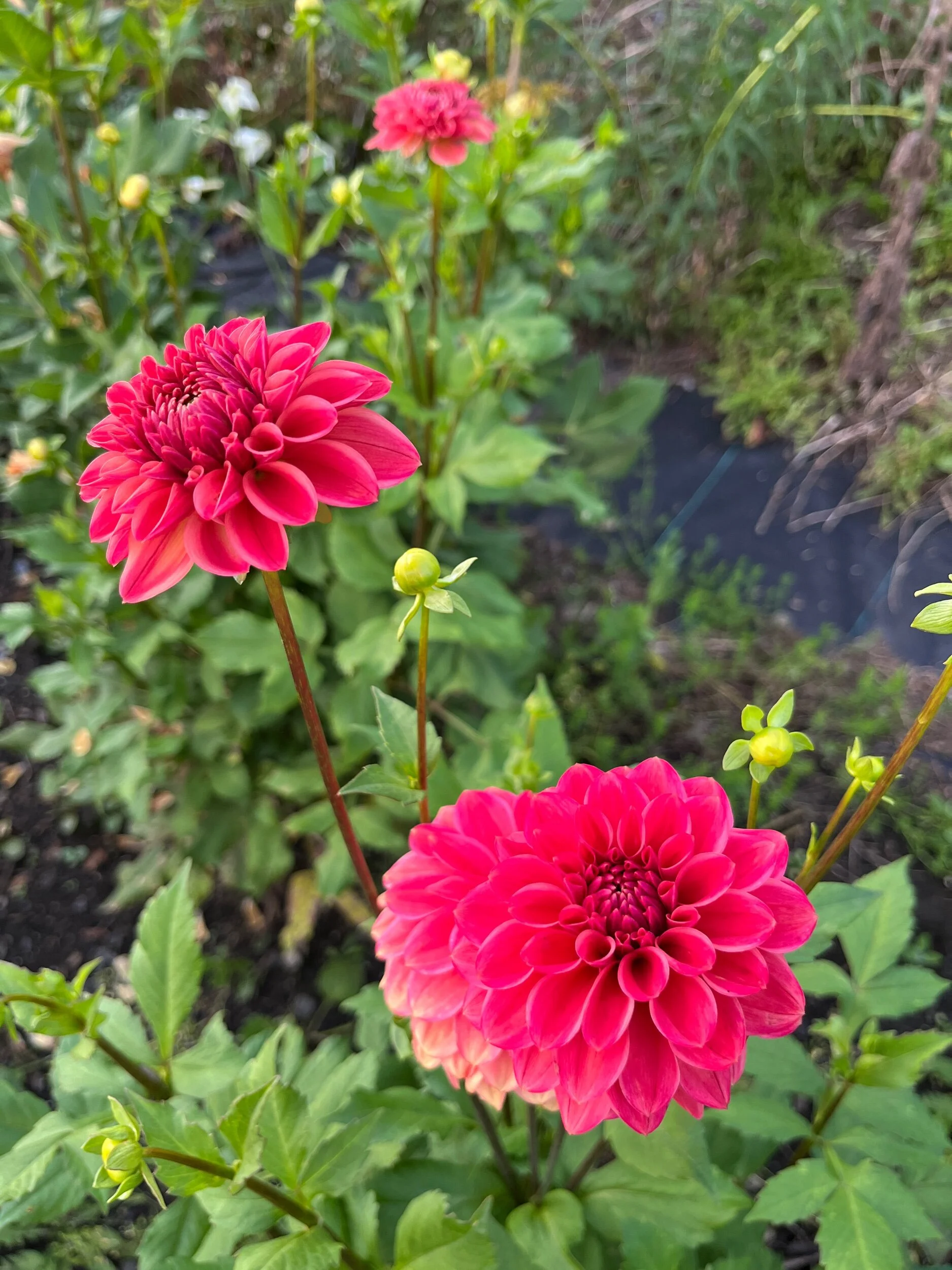 5B6698D4-0ADB-40C0-A22F-53E1008CC8A2