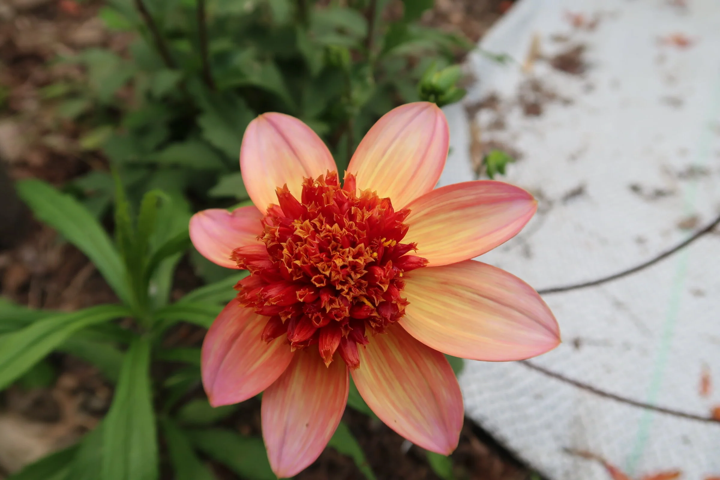 58C1C79D-91C0-4E9B-8A6D-1702DEC6B80F