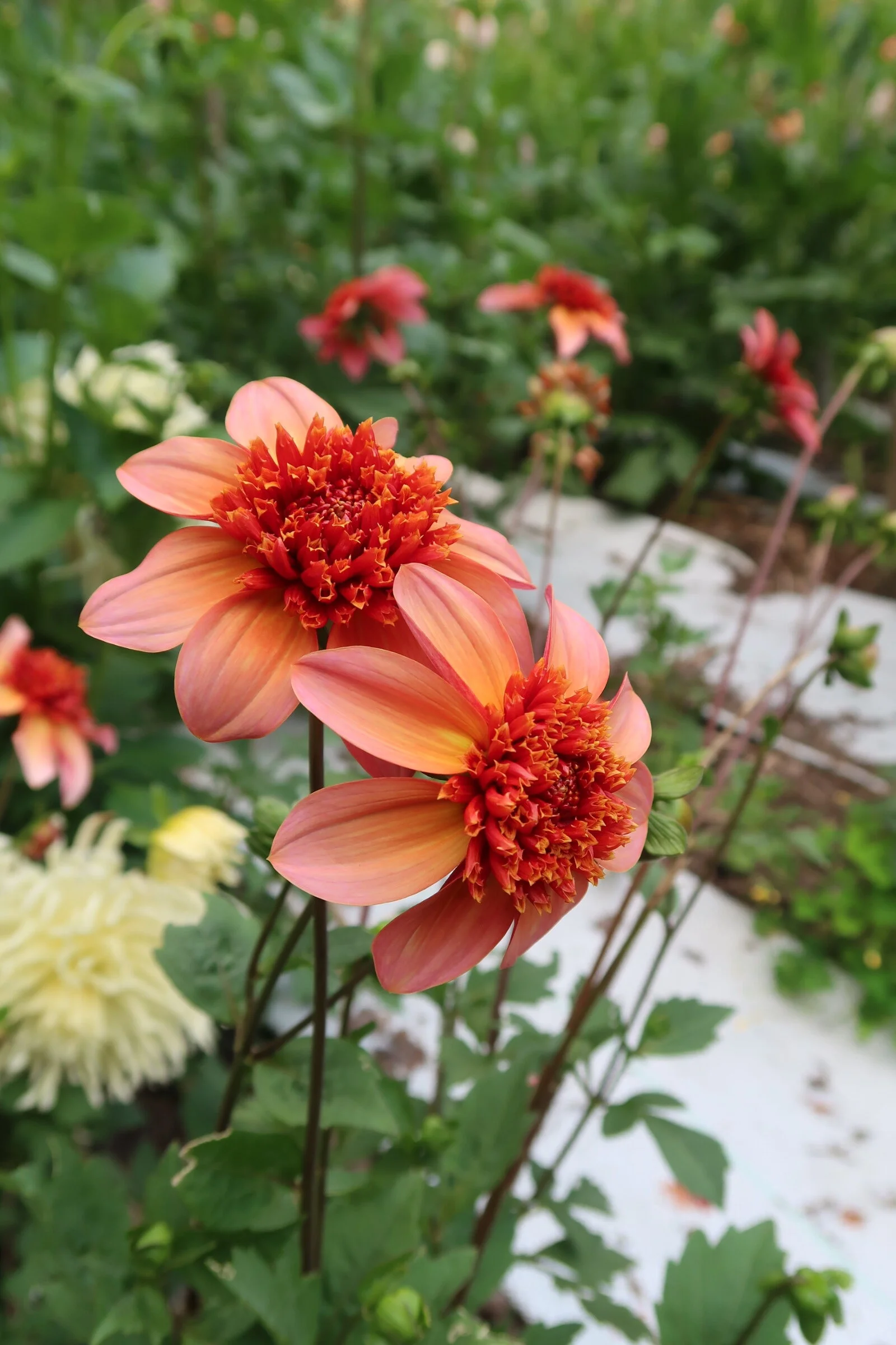 0F04C3D1-51C8-4D9A-A10D-AE43E239B139