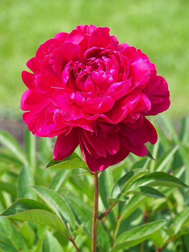 Paeonia_lactiflora_'Paul_M._Wild'_Piwonia_chińska_2023-06-08_01.jpeg