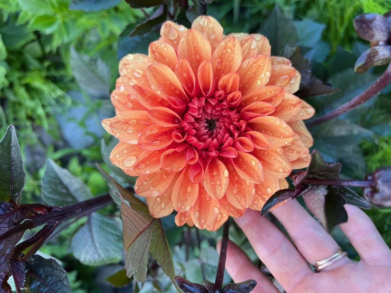 David Howard IMG_4691.jpeg