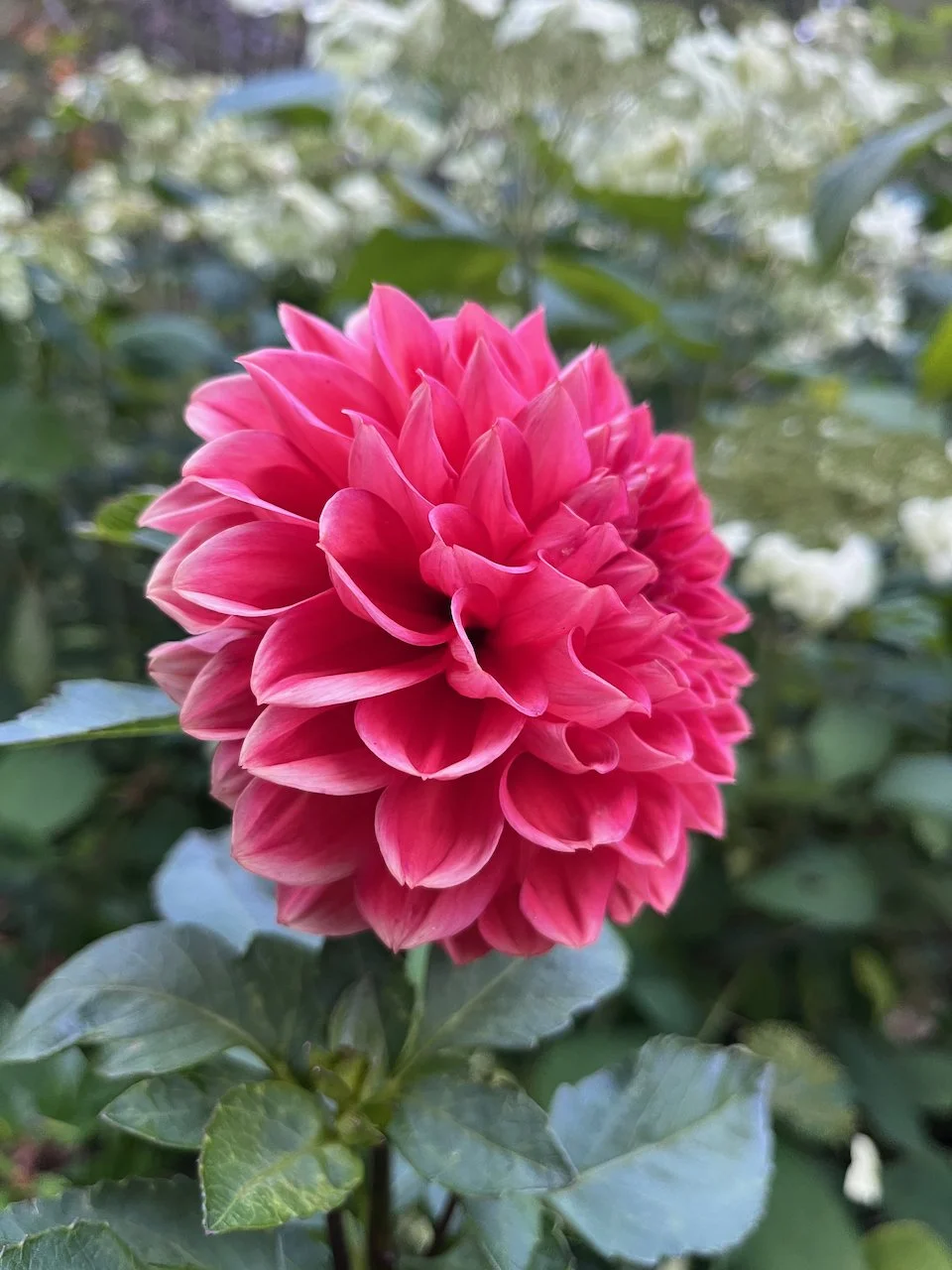 Tempest IMG_7560.jpeg