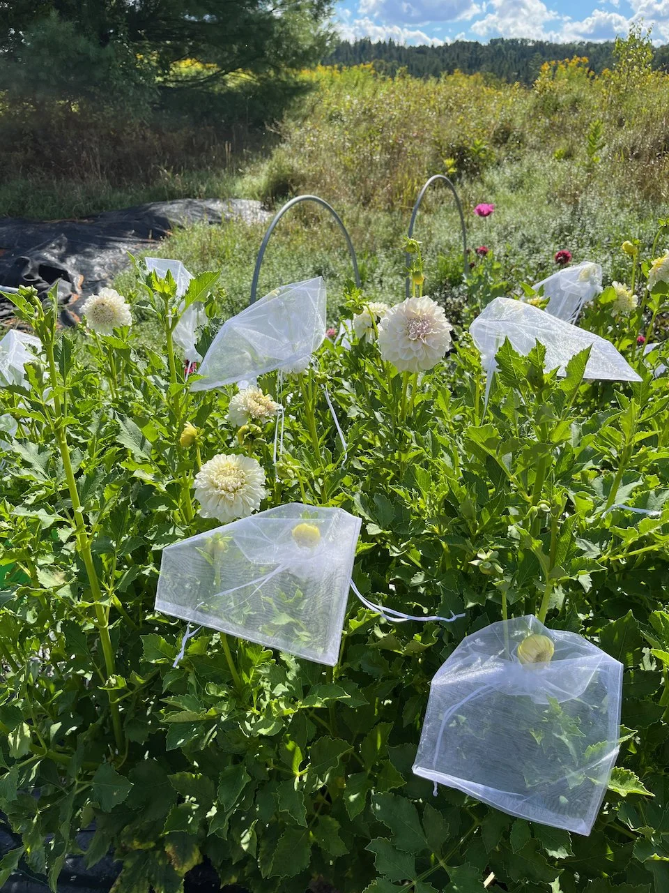 Irish Ruffles IMG_7300.jpeg