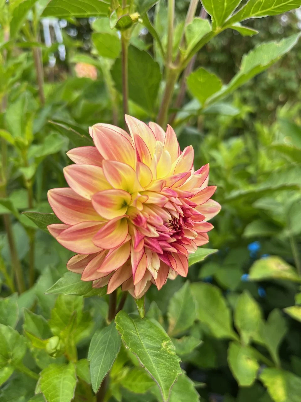 KA's Mocha Katie IMG_7577.jpeg