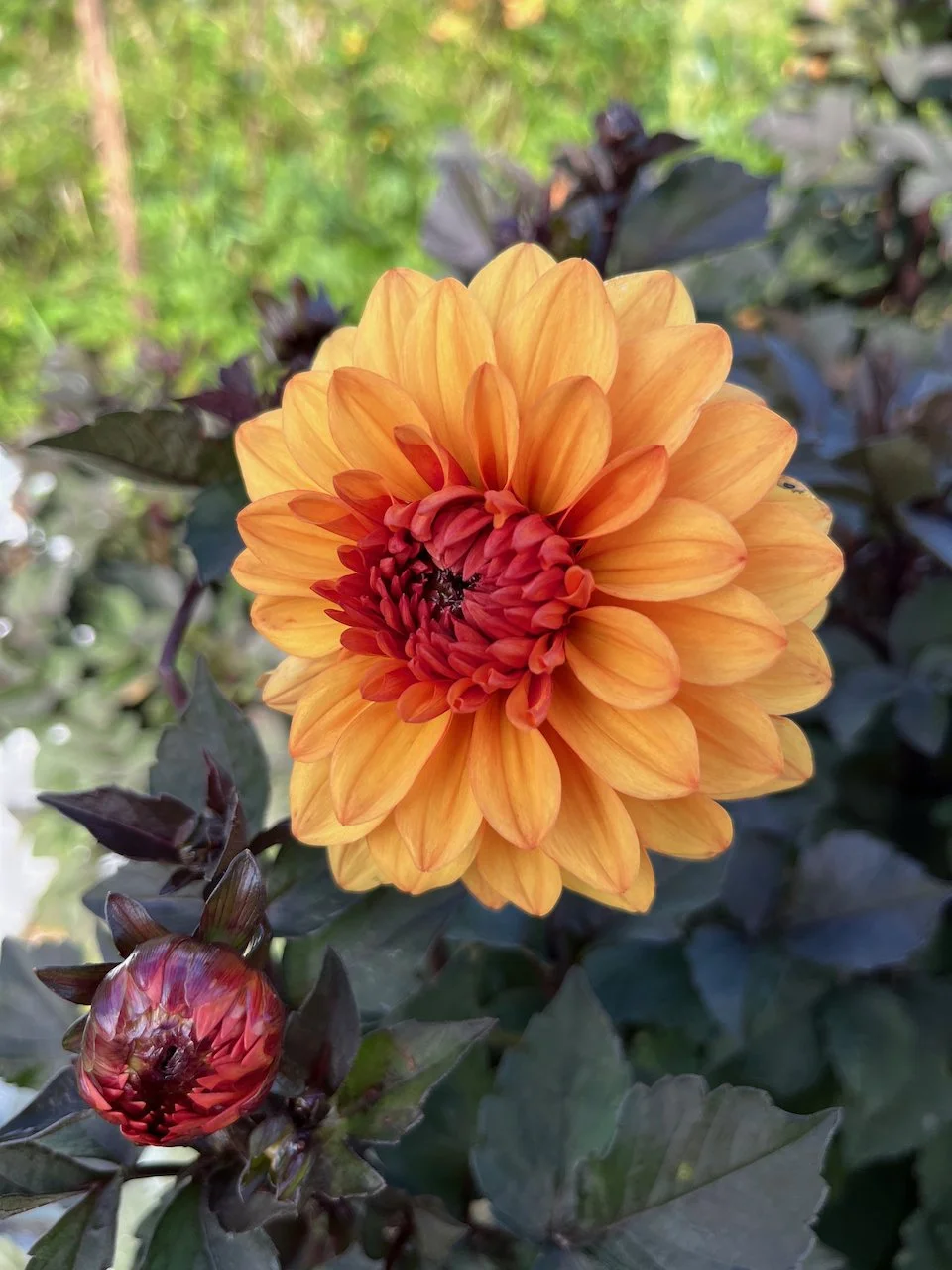 David Howard IMG_7505.jpeg