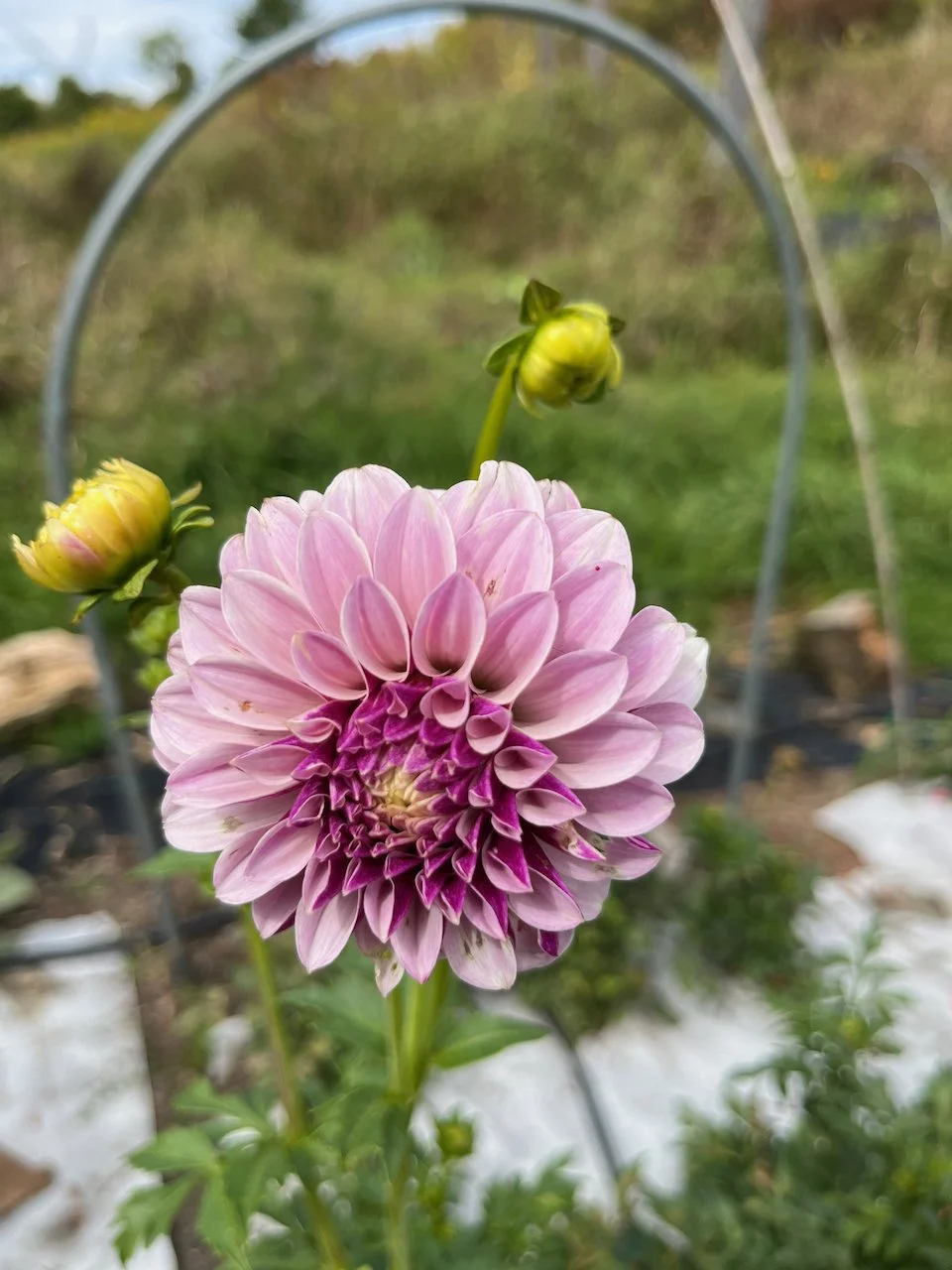 Salish Twilight Girl IMG_7580.jpeg